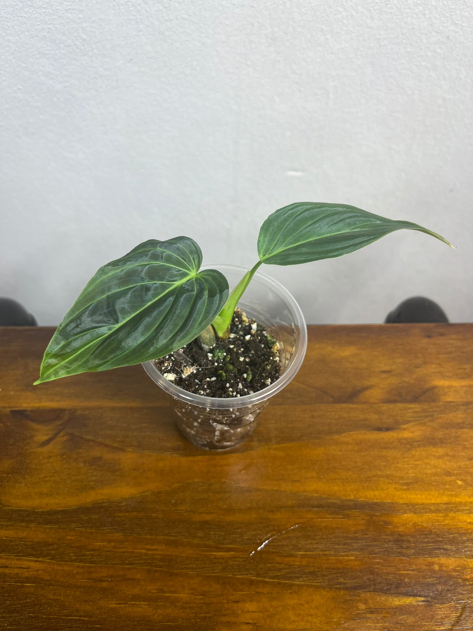 Philodendron Splendid