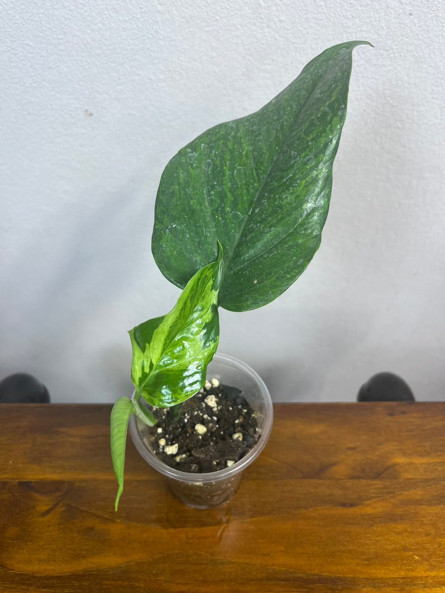 Epipremnum Areum Marble Green