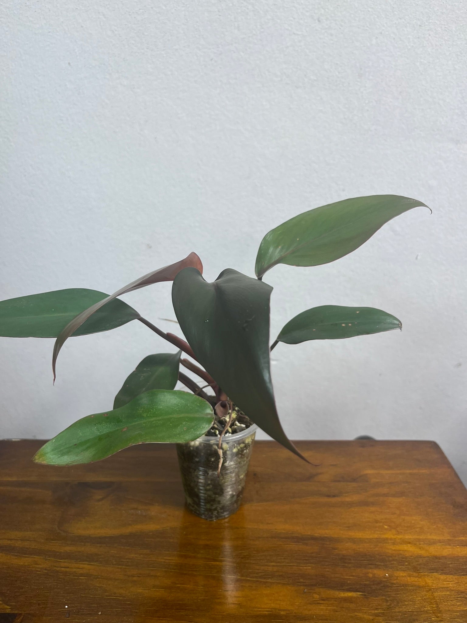 PHILODENDRON BLOODY MARY