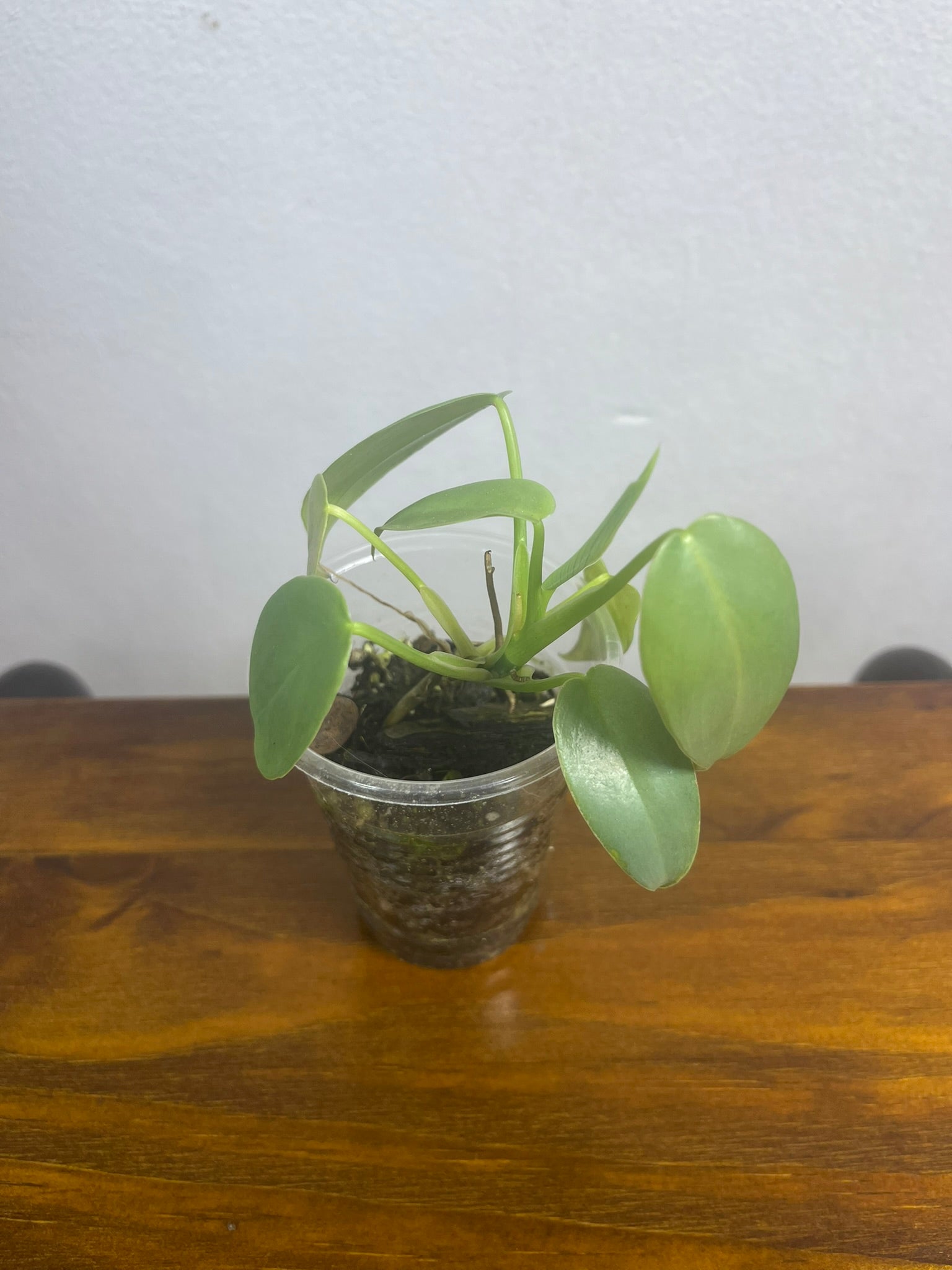 Philodendron Hastatum