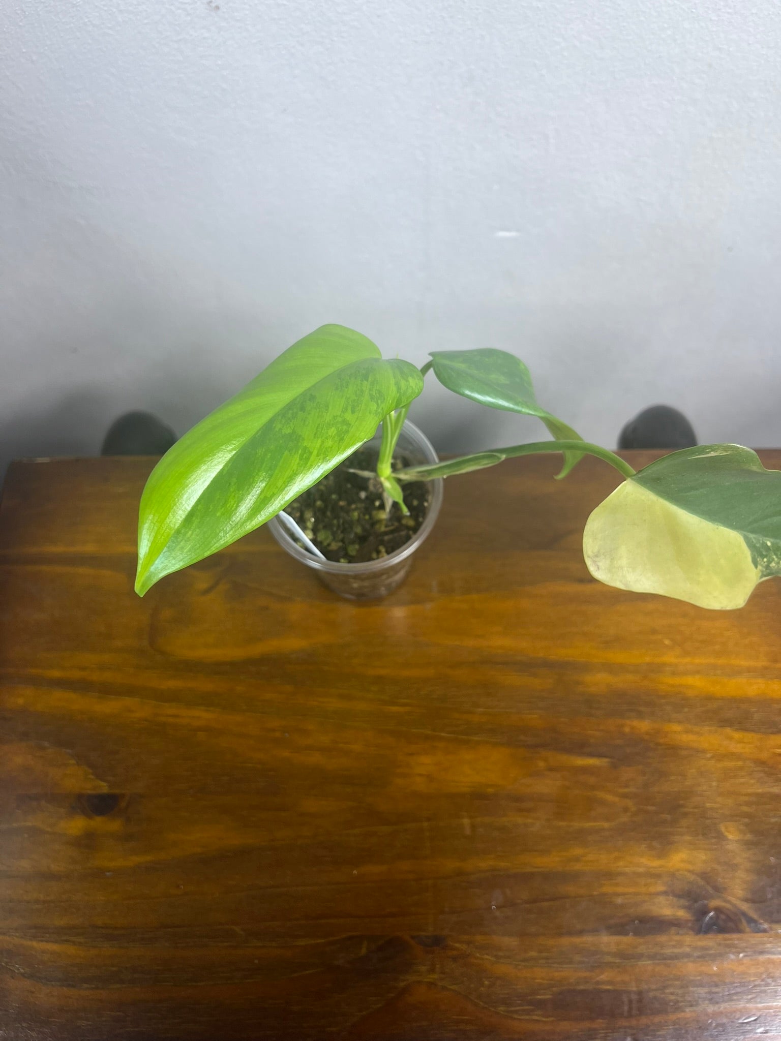 Philodendron Domesticum