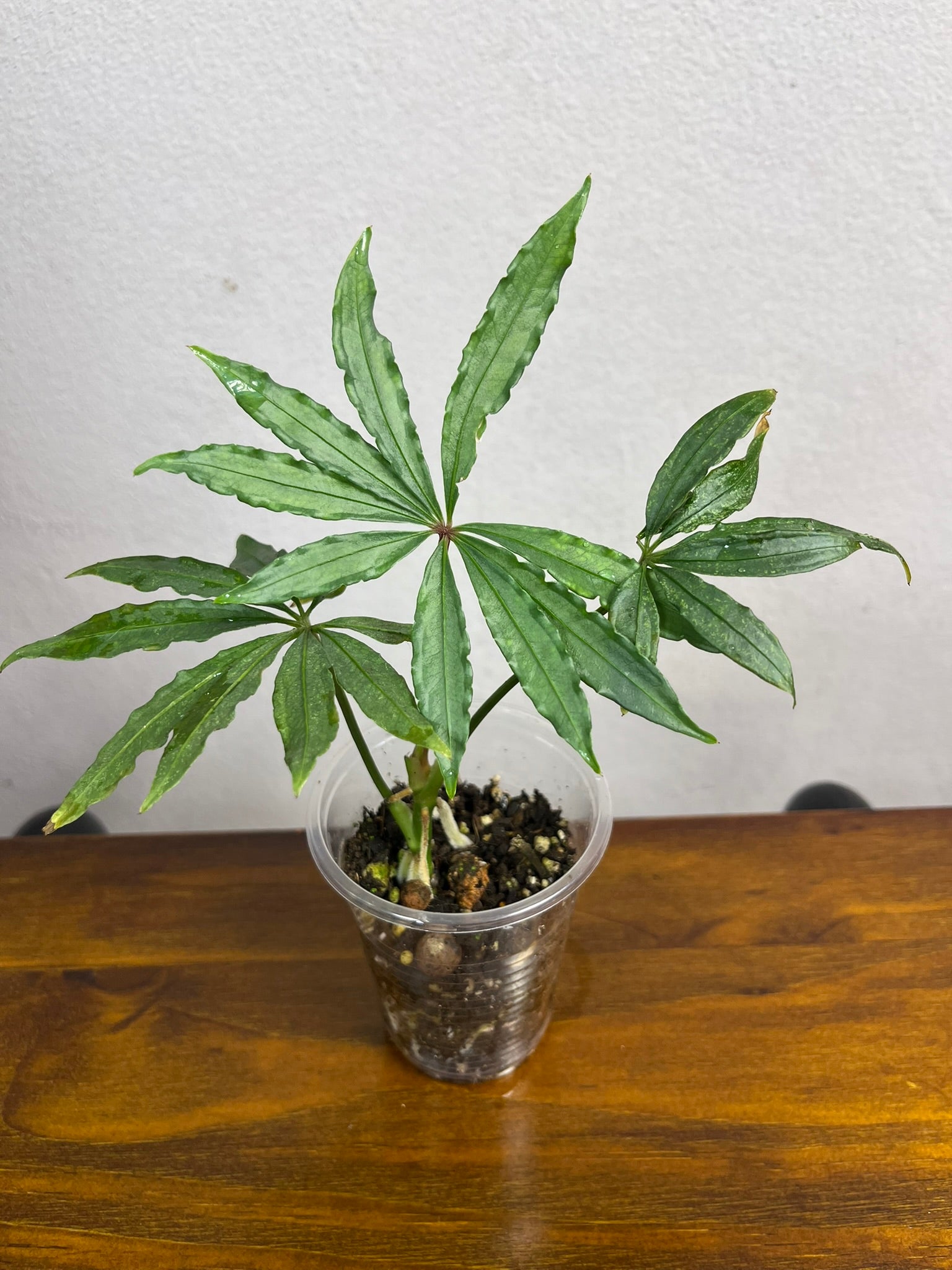 Anthurium Polyschistum