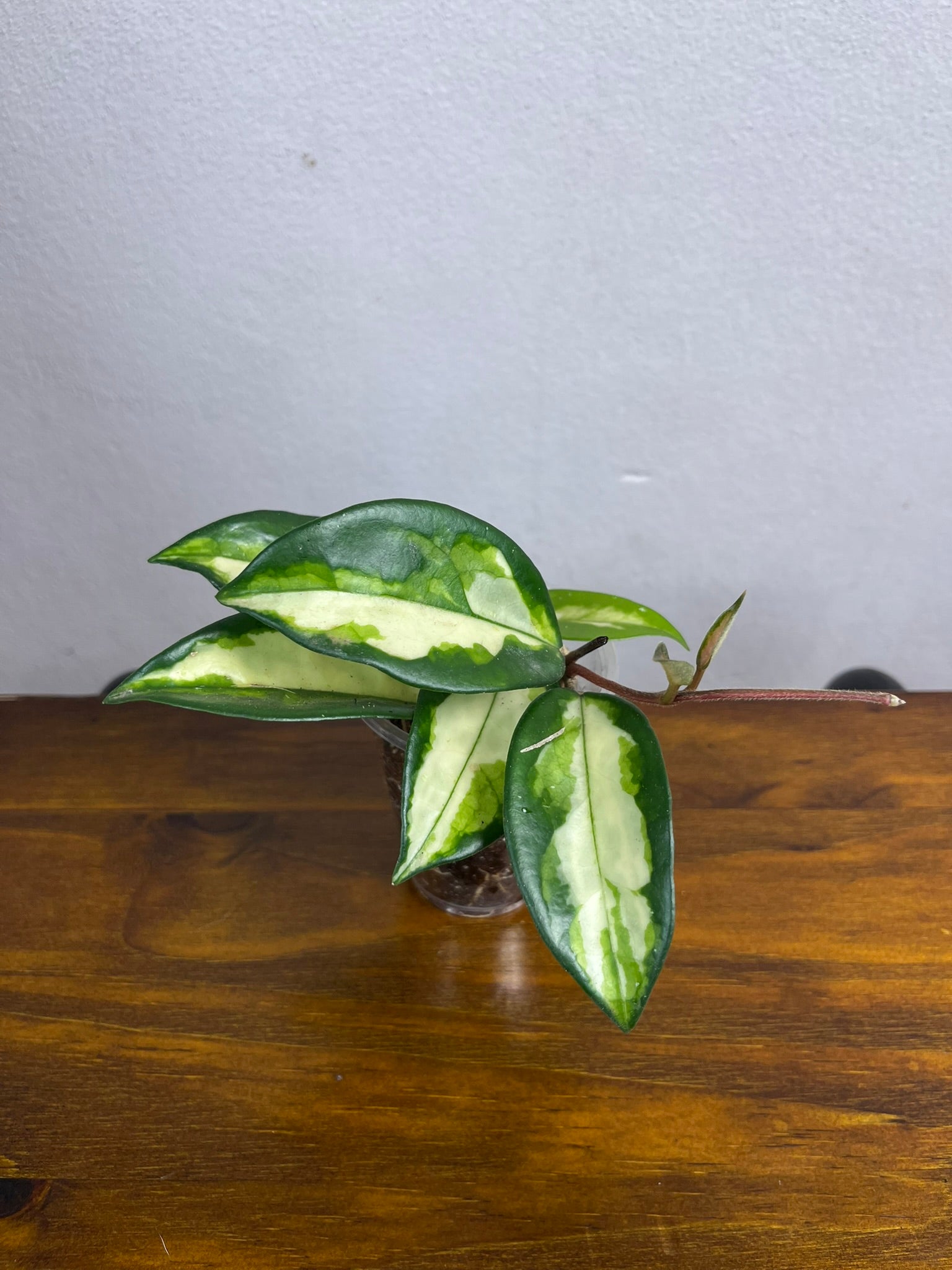 Hoya Carnosa Krimson Princess