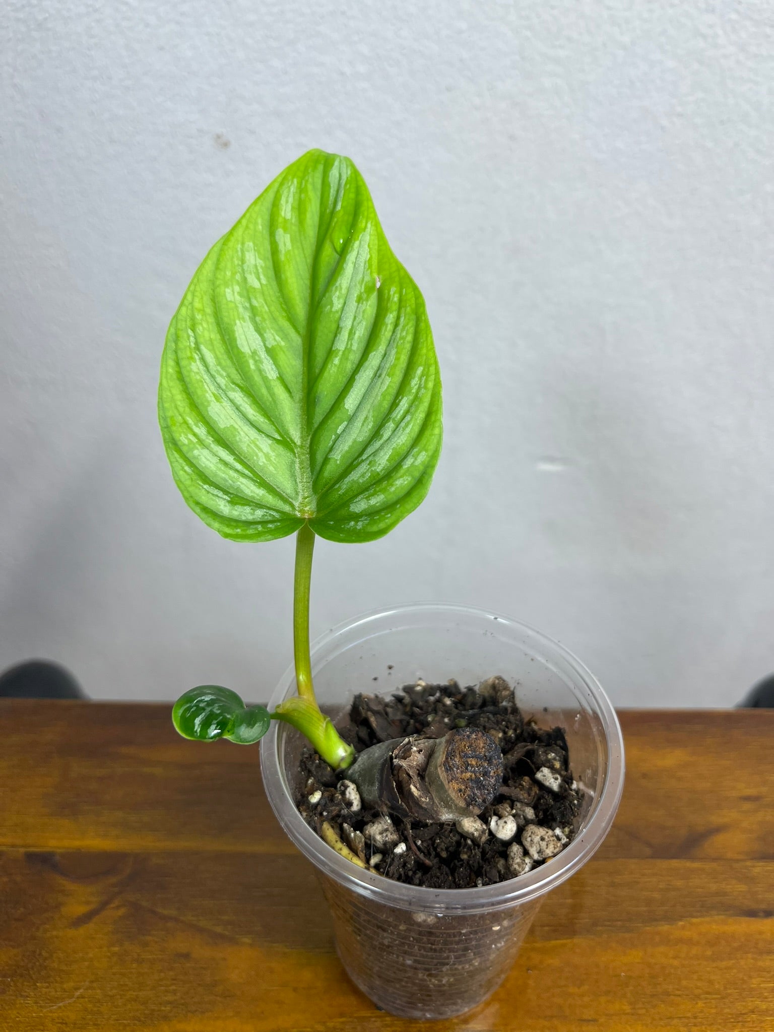 Philodendron Mamei