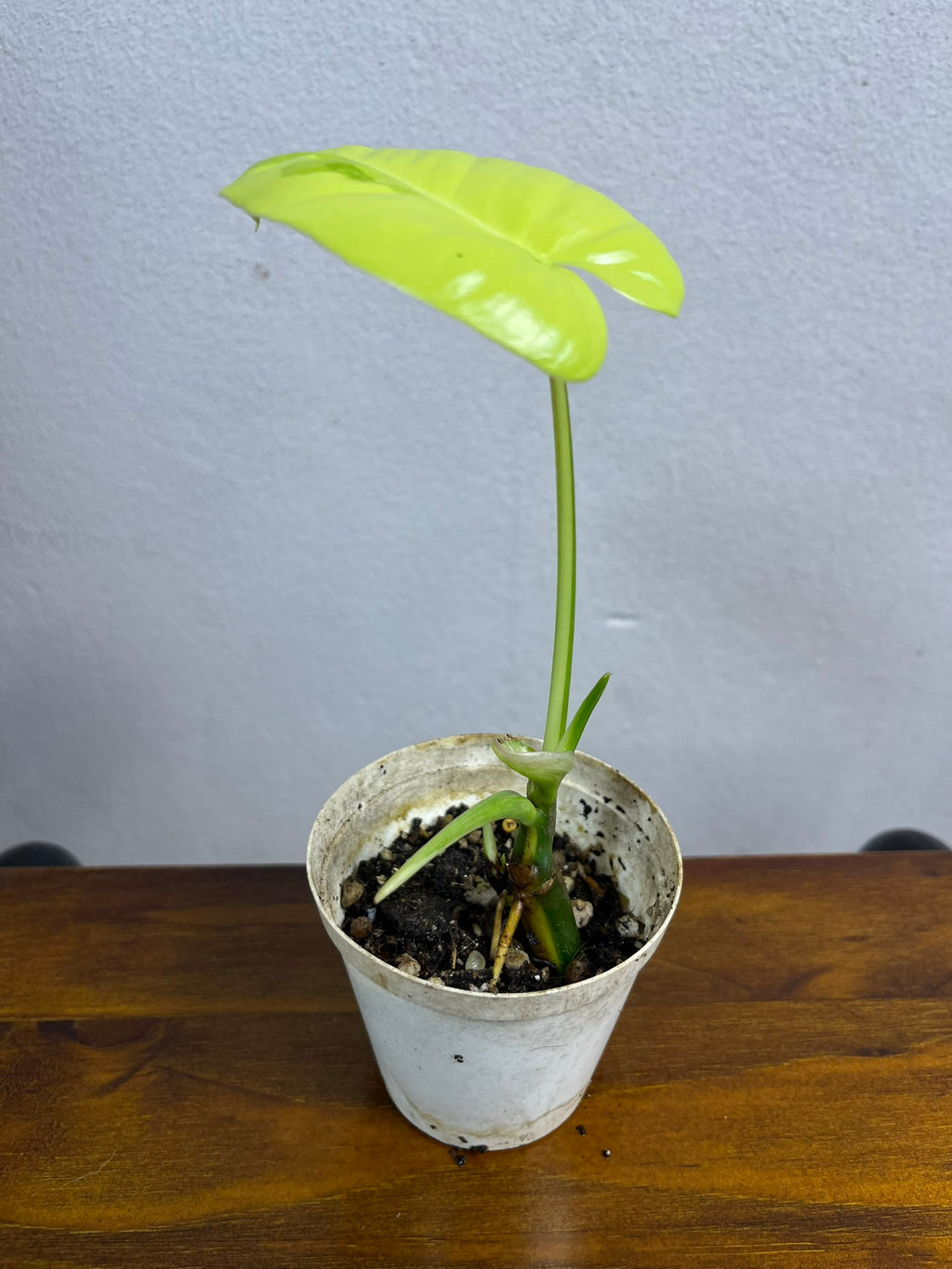 Philodendron Burle Marx Variegated