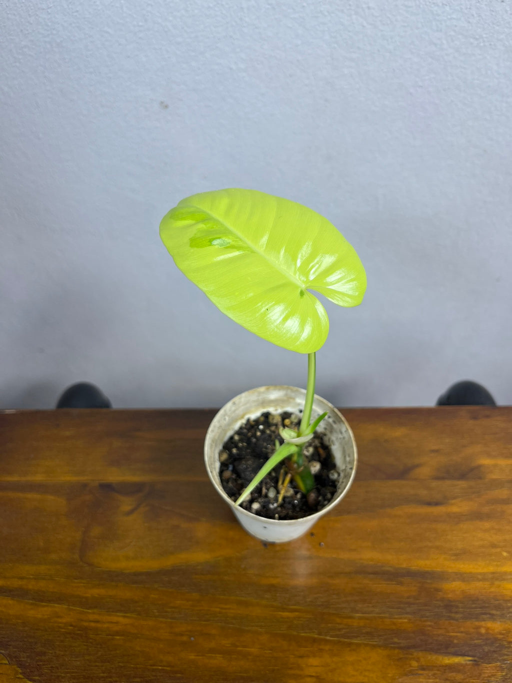 Philodendron Burle Marx Variegated