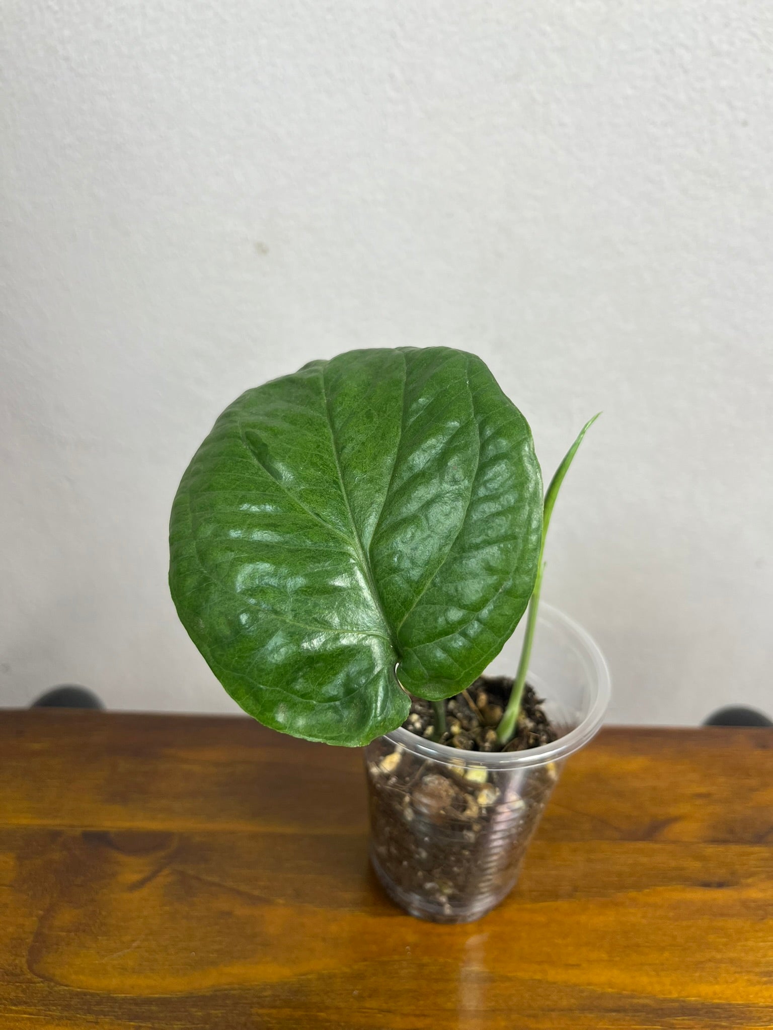 Amydrium Medium Mint var