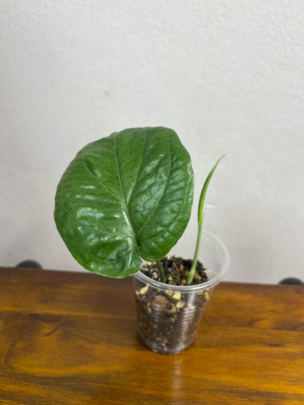 Amydrium Medium Mint var