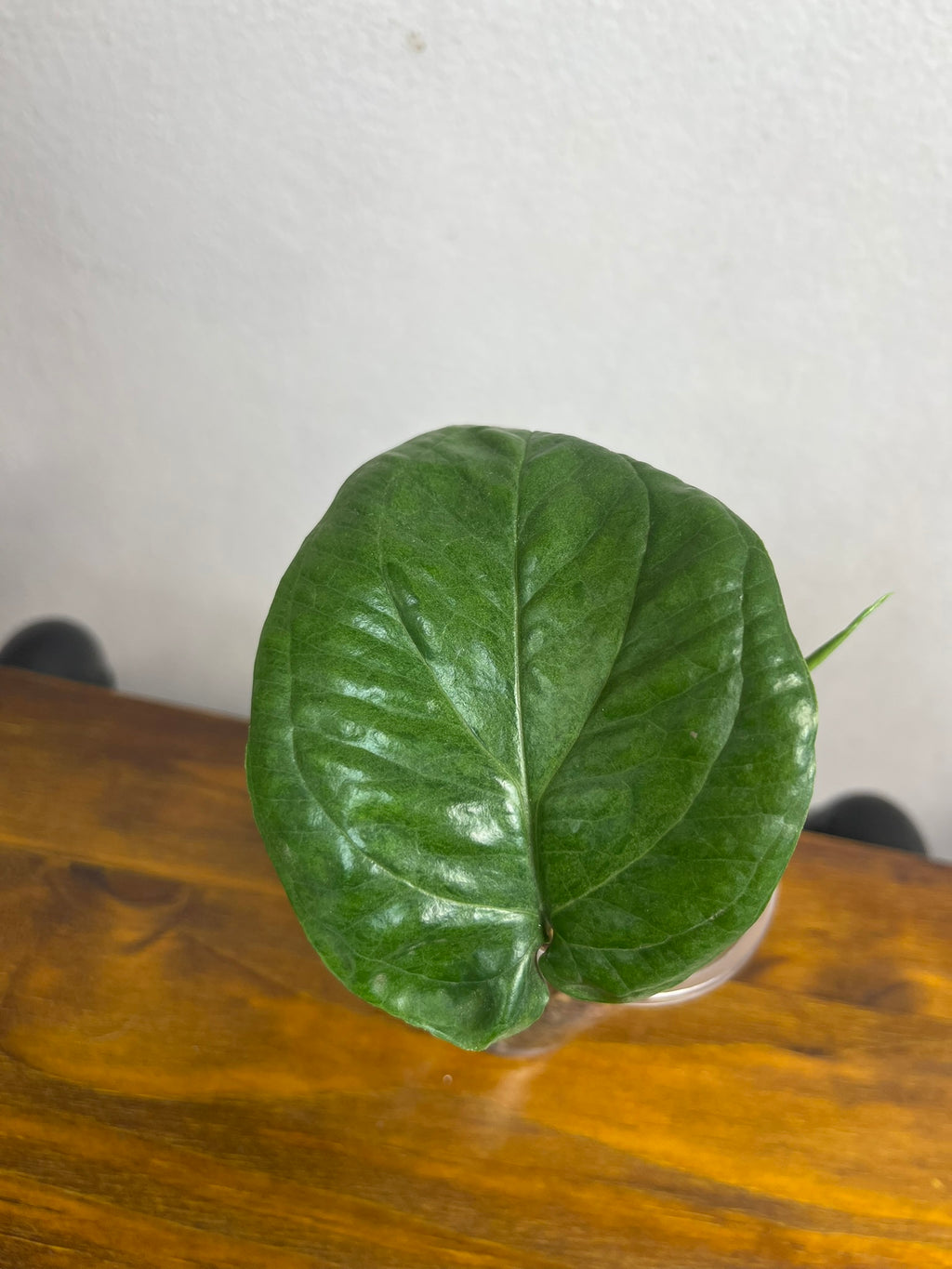 Amydrium Medium Mint var