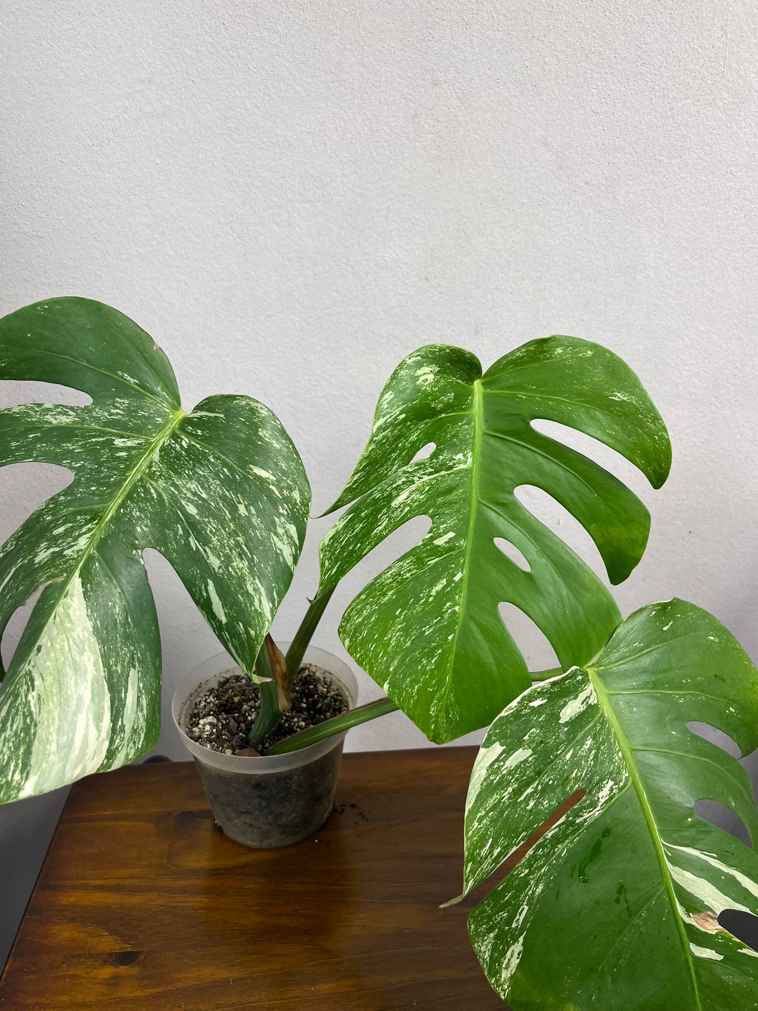 Monstera Albo A