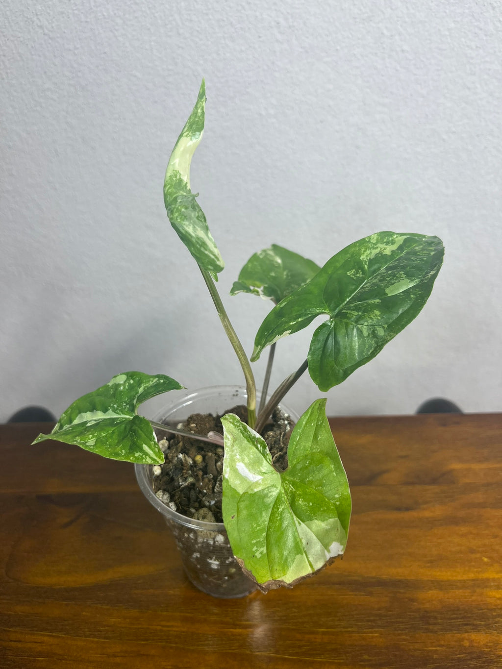 Syngonium Albo Variegata A