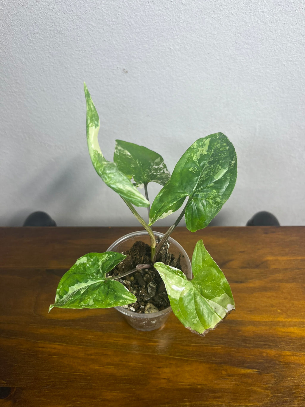 Syngonium Albo Variegata A