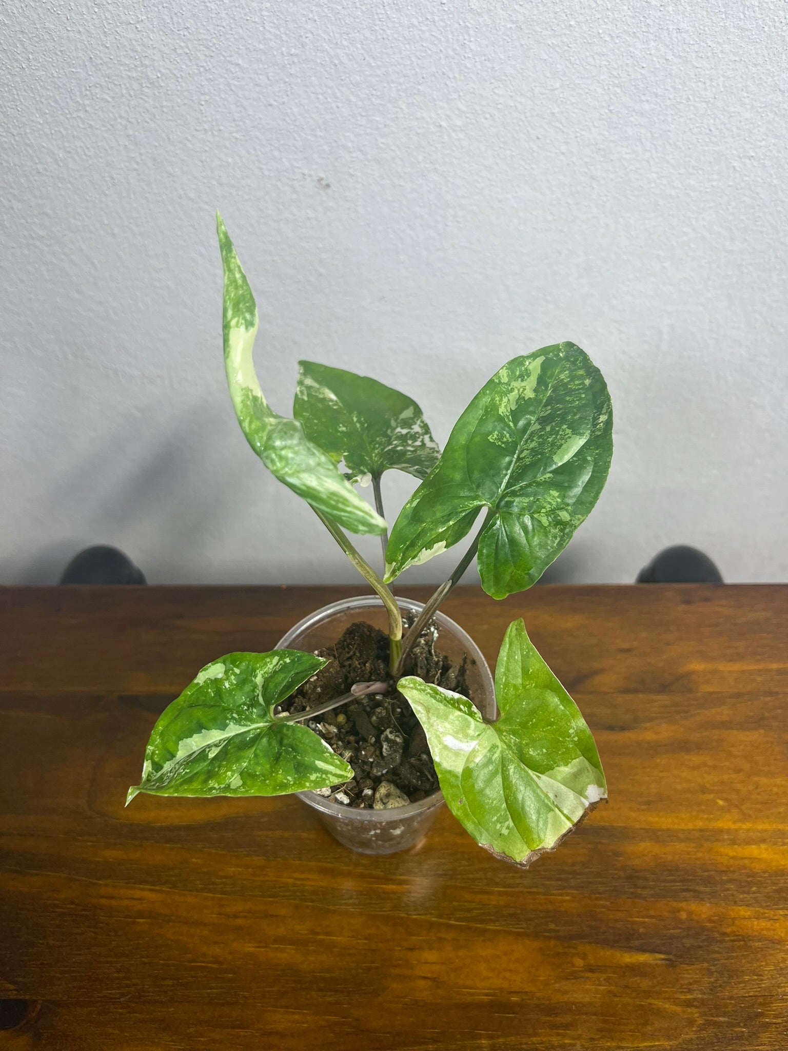 Syngonium Albo Variegata A