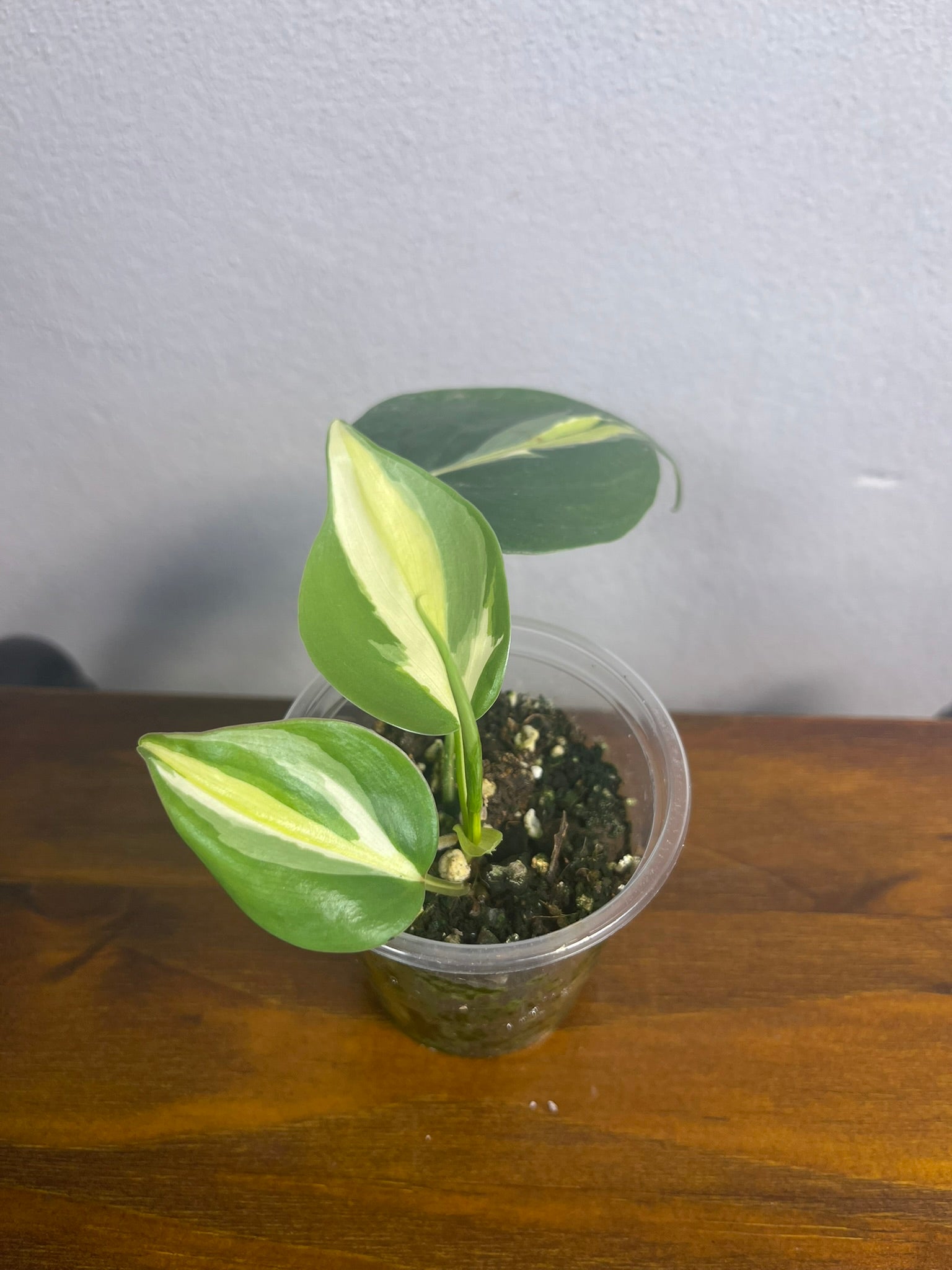 Philodendron Cream Splash