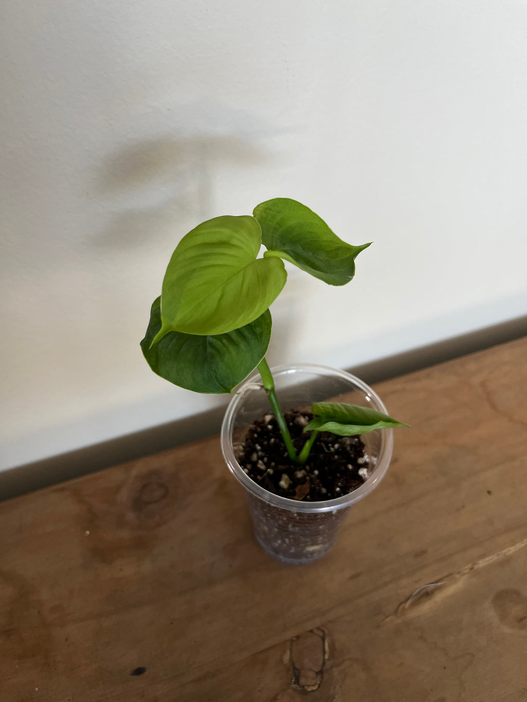 Philodendron Fibraecataphyllum