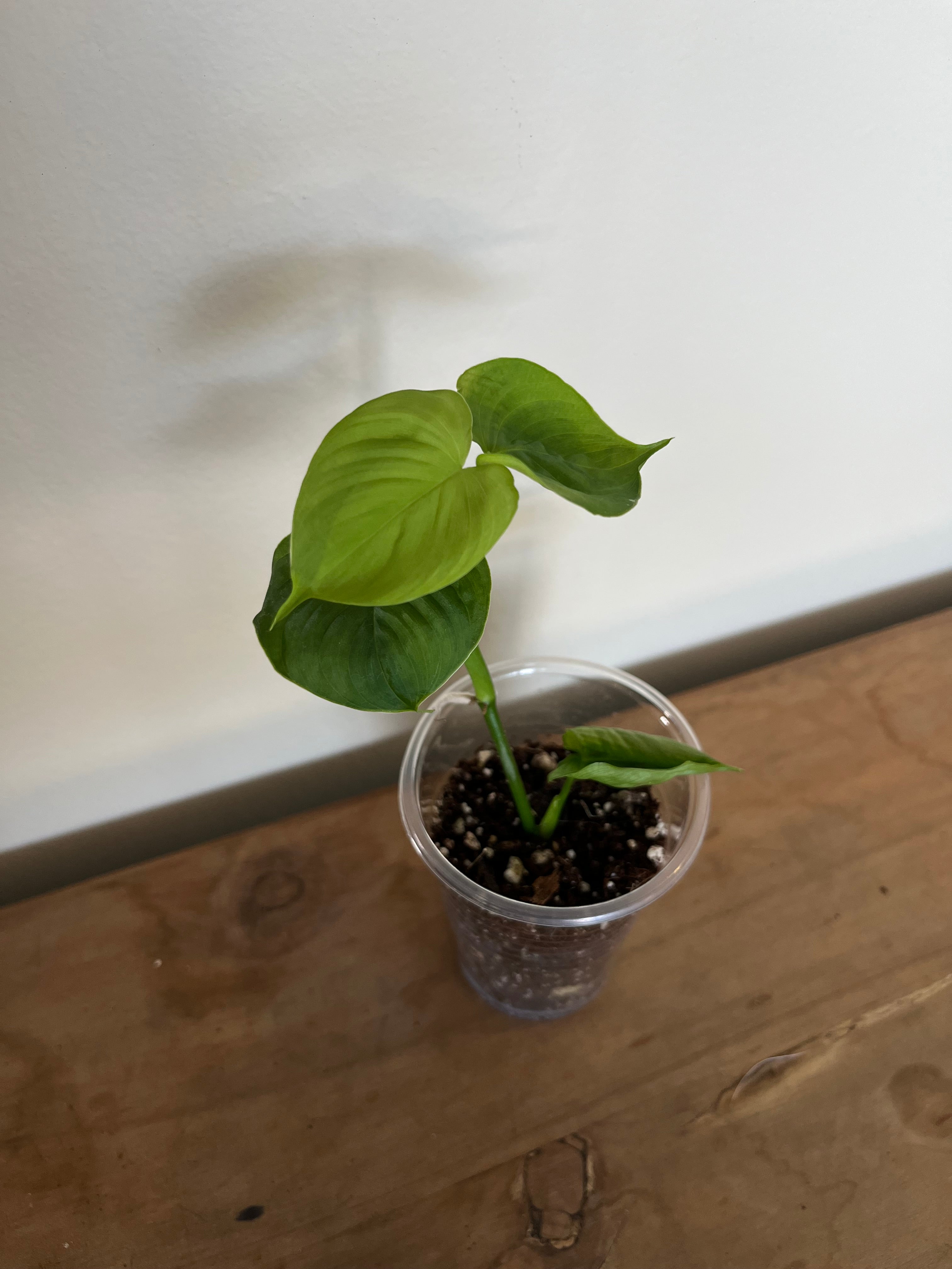 Philodendron Fibraecataphyllum