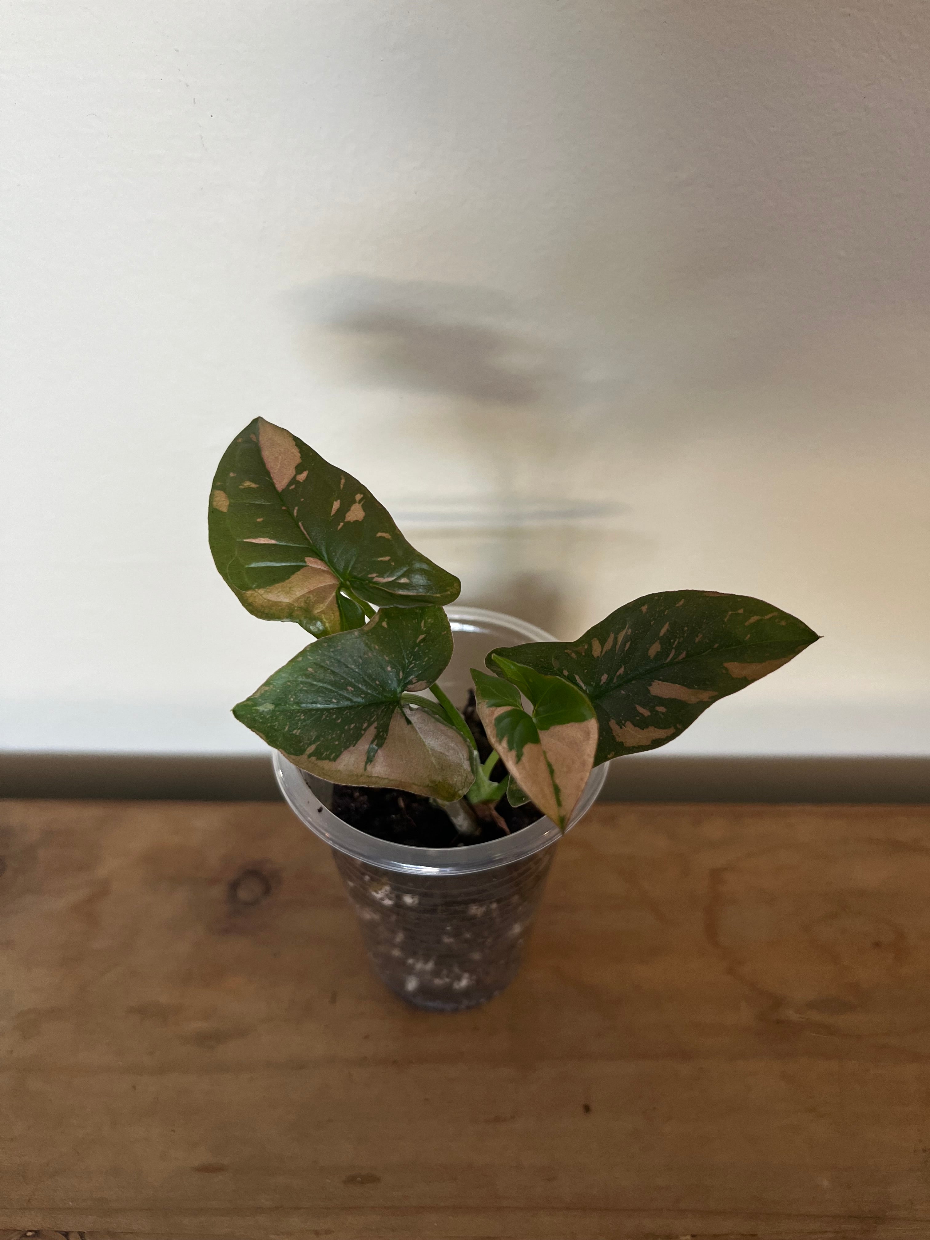 Syngonium Pink Splash