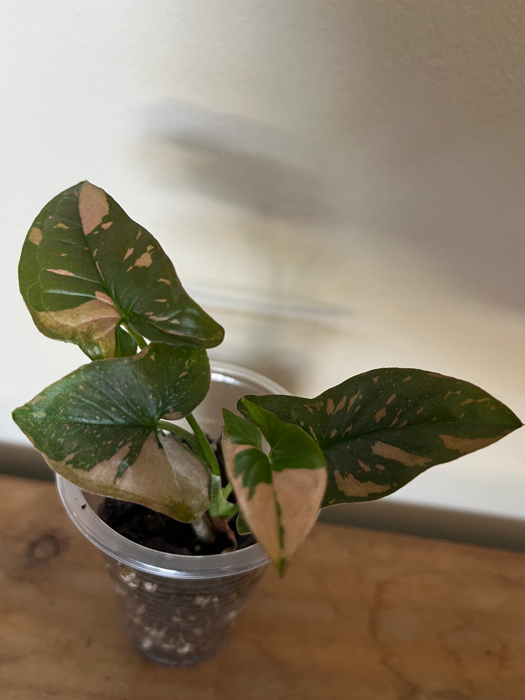 Syngonium Pink Splash