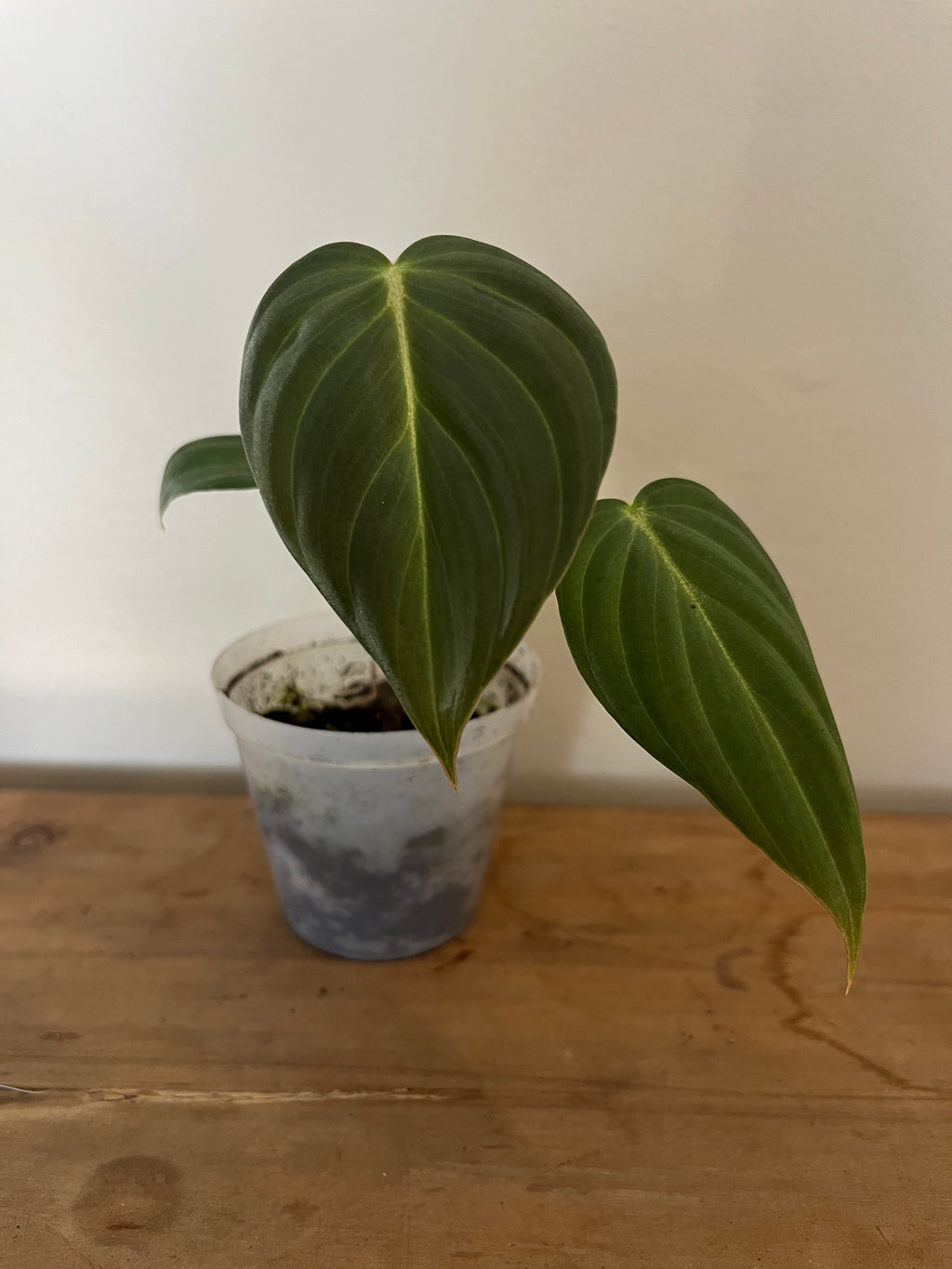 Philodendron Glorious