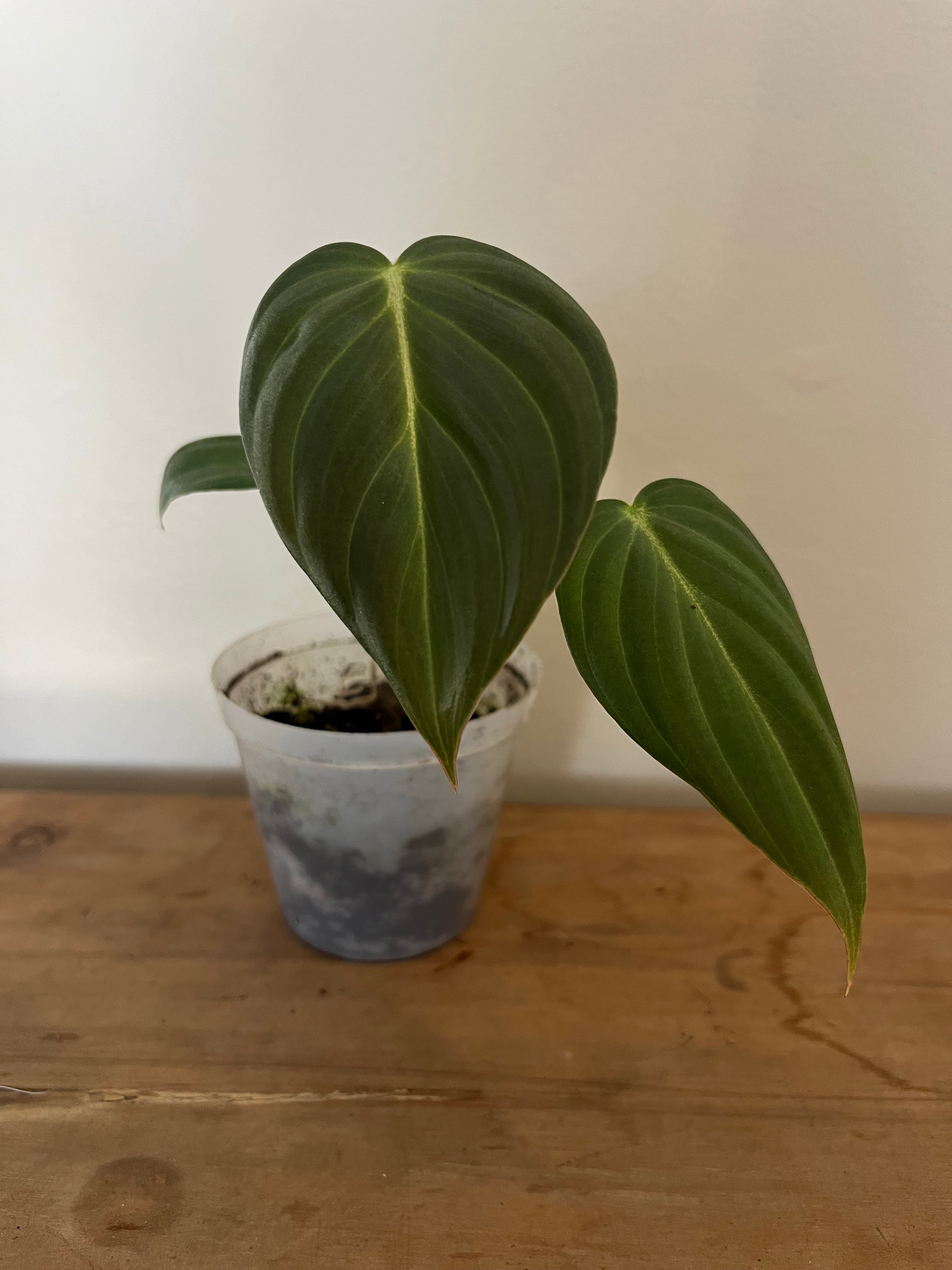 Philodendron Glorious