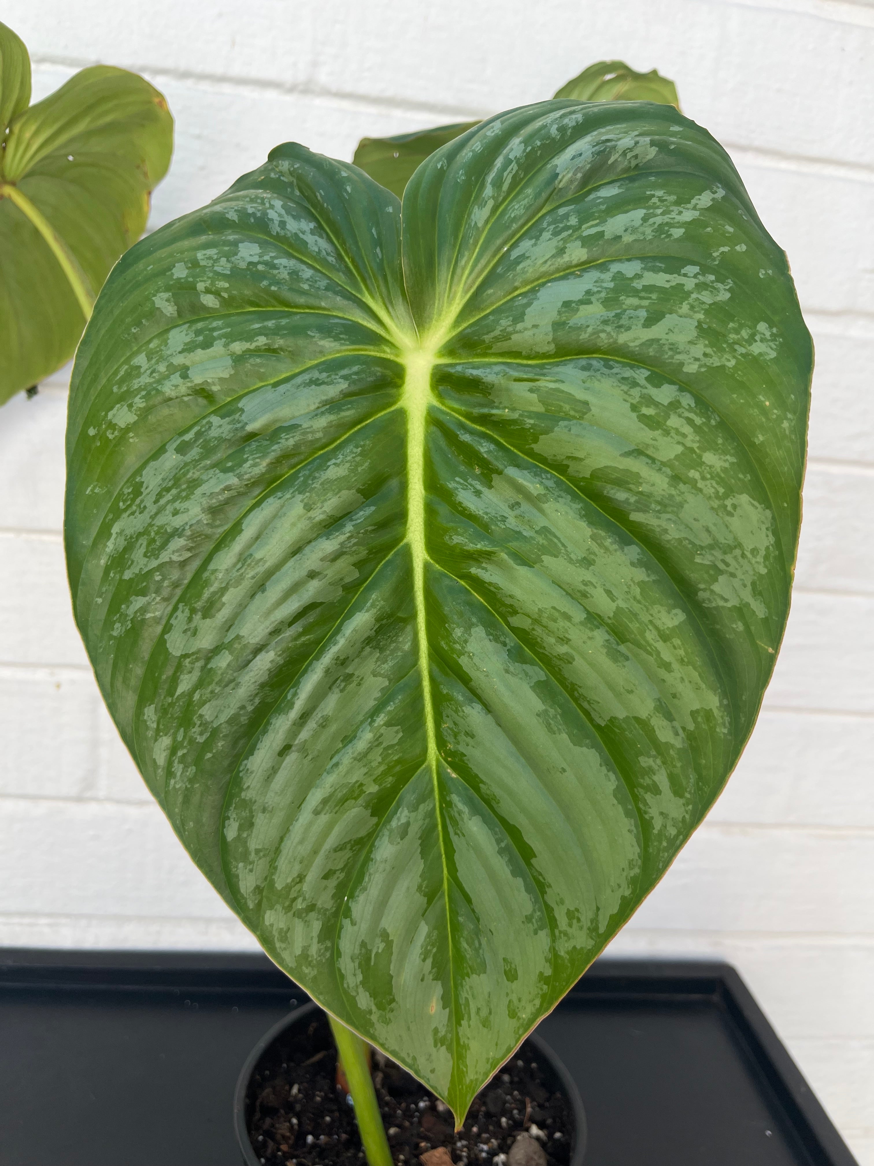 Philodendron Pastazanum Silver