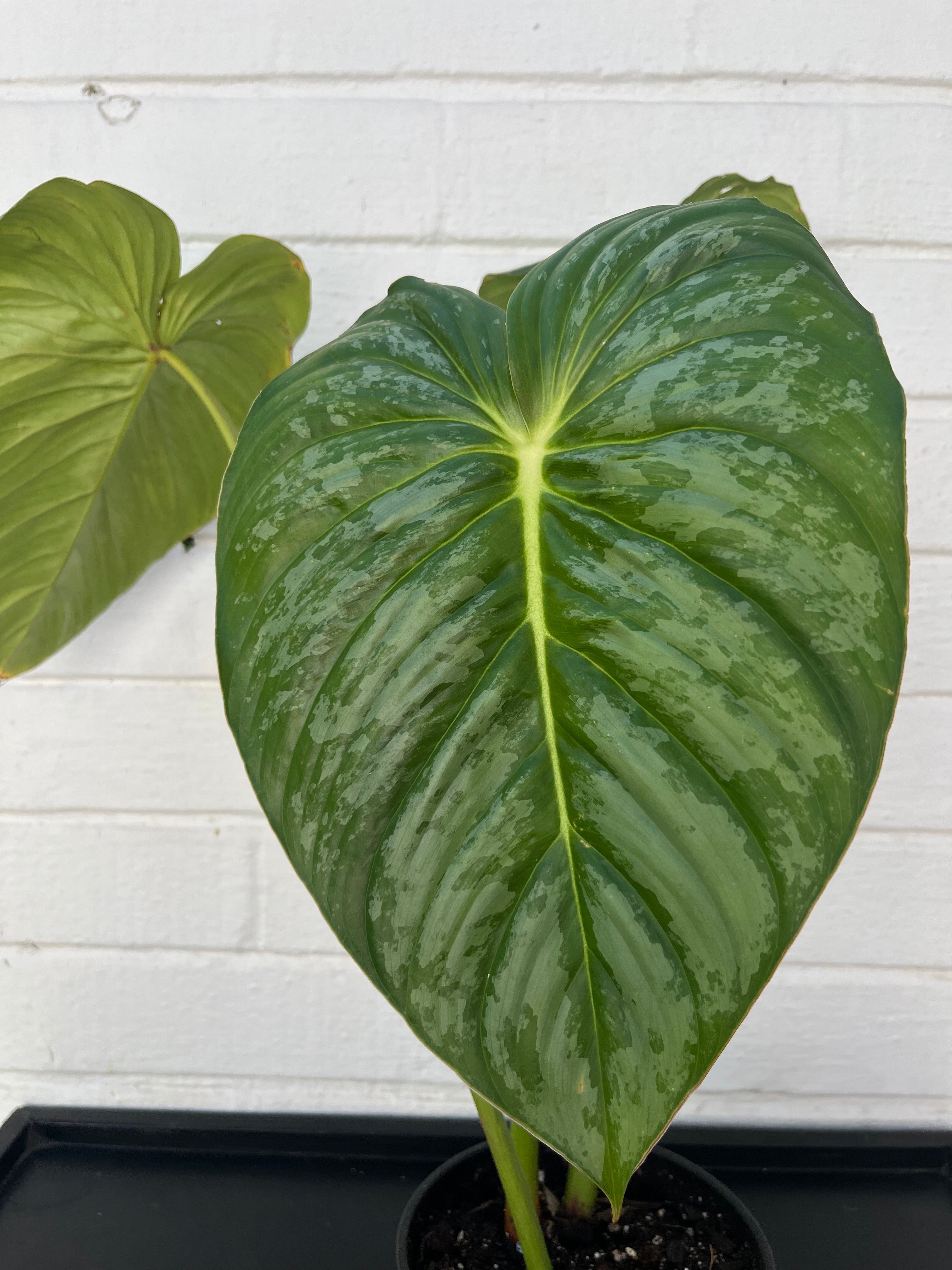 Philodendron Pastazanum Silver