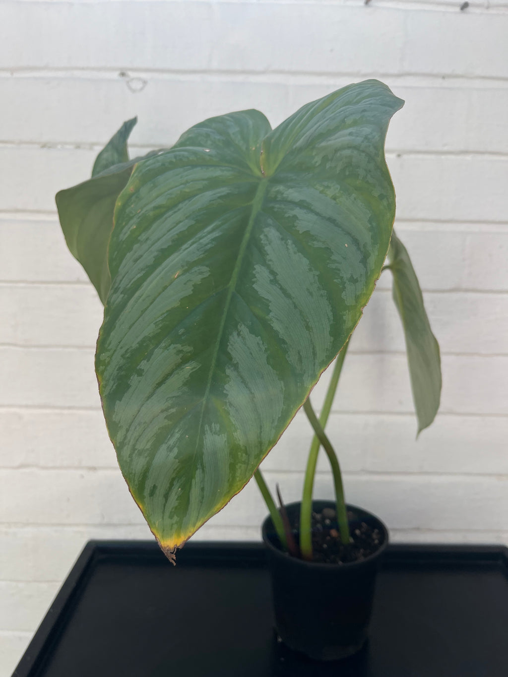 Philodendron Pastazanum Silver
