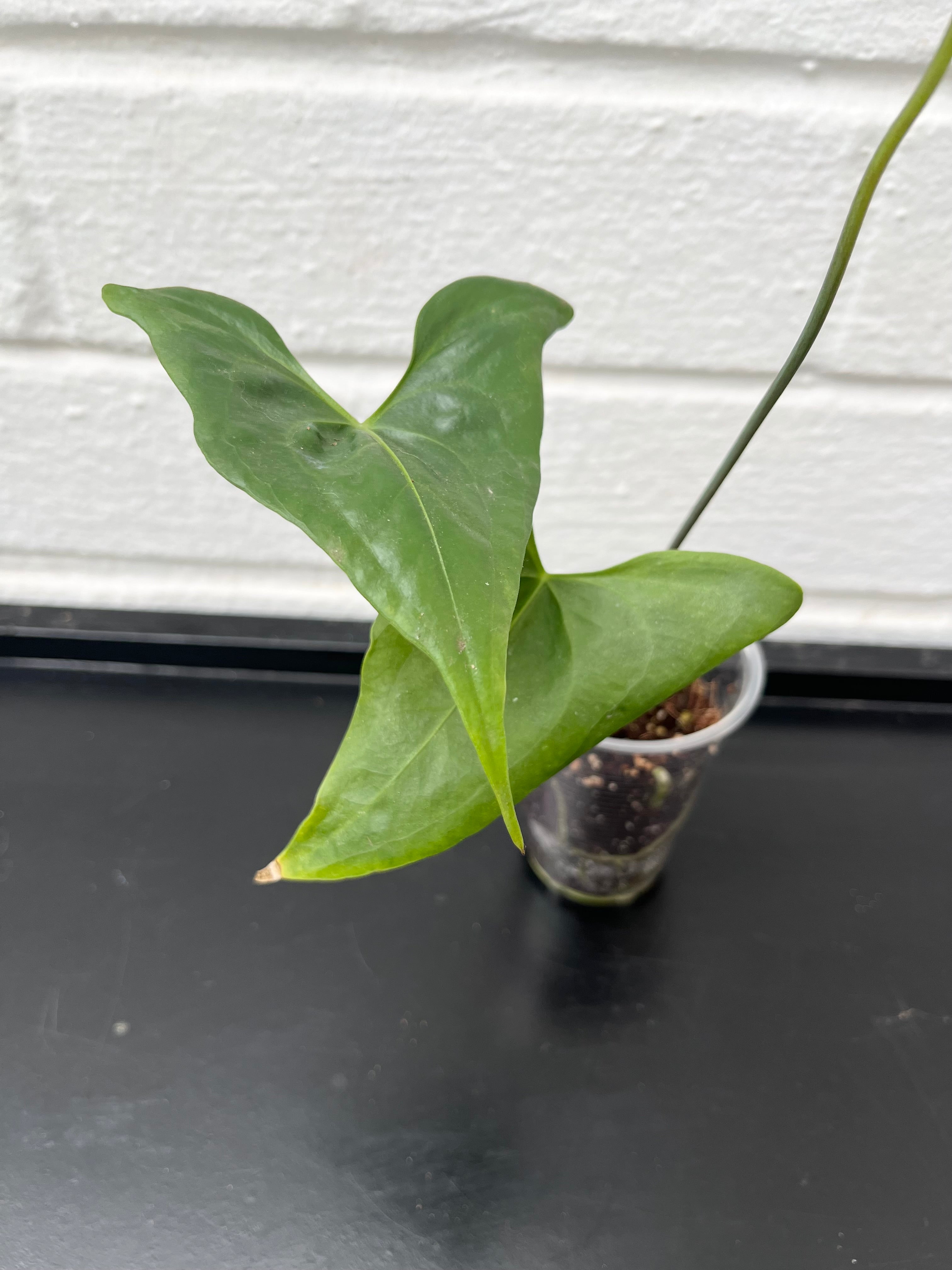 Anthurium Acutum