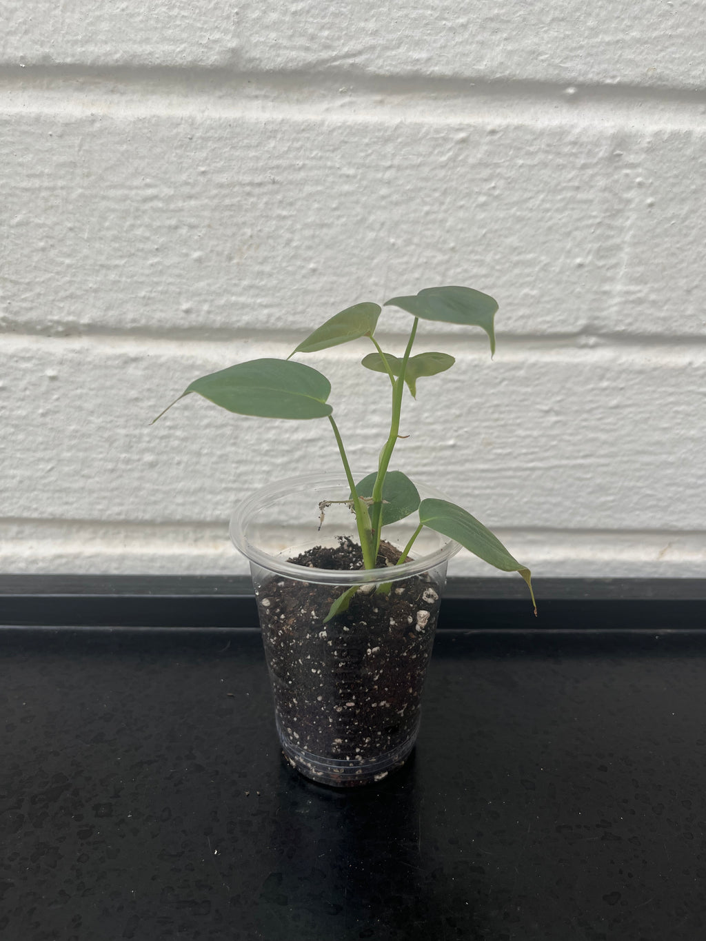 Philodendron Lupinum