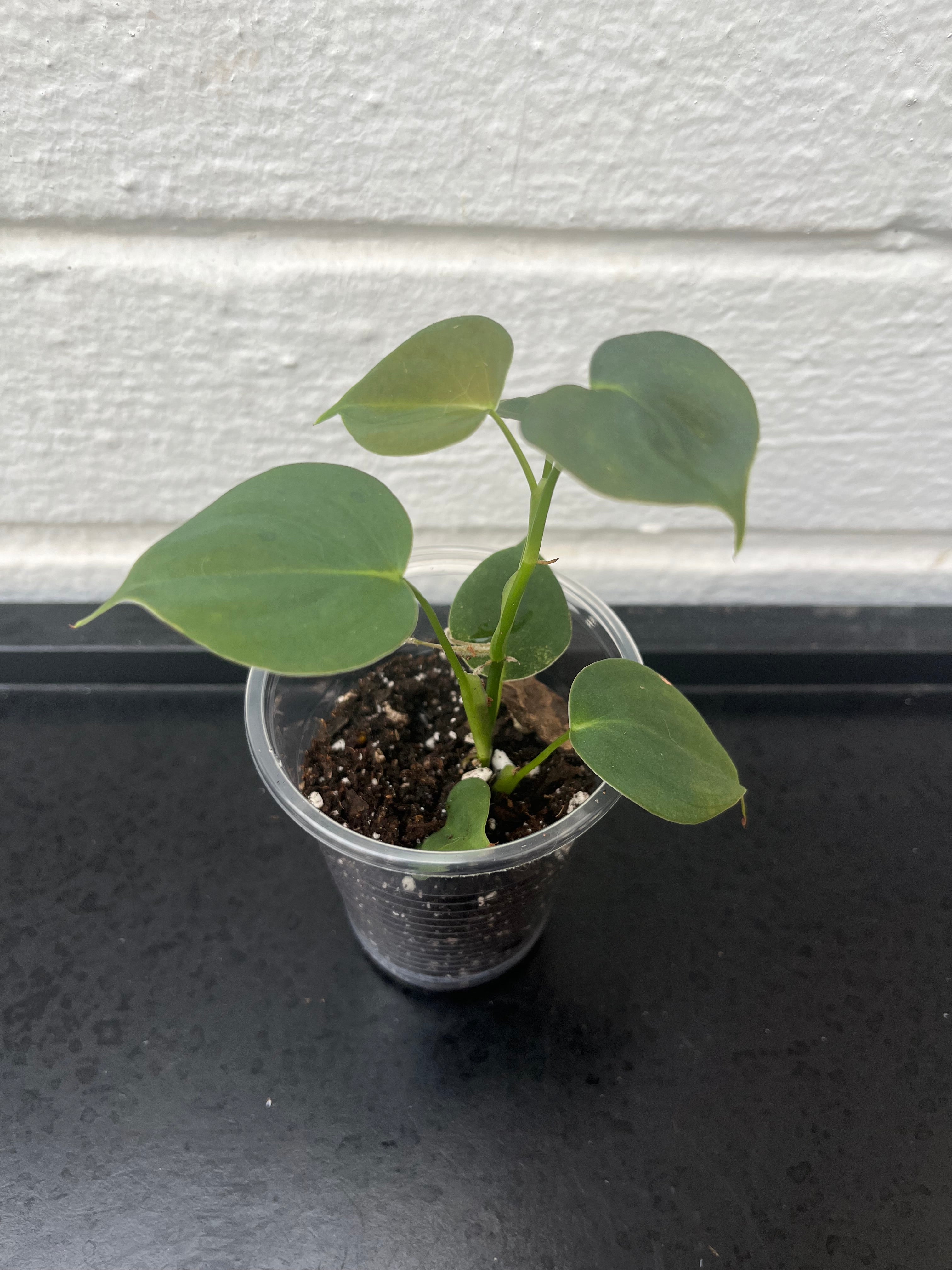 Philodendron Lupinum