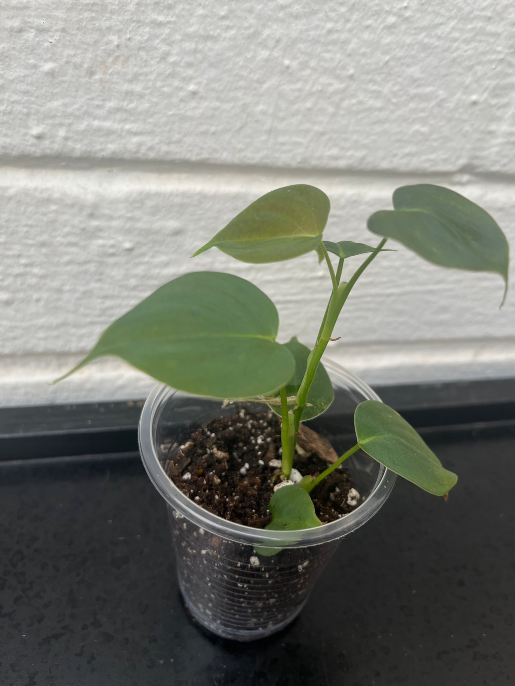 Philodendron Lupinum