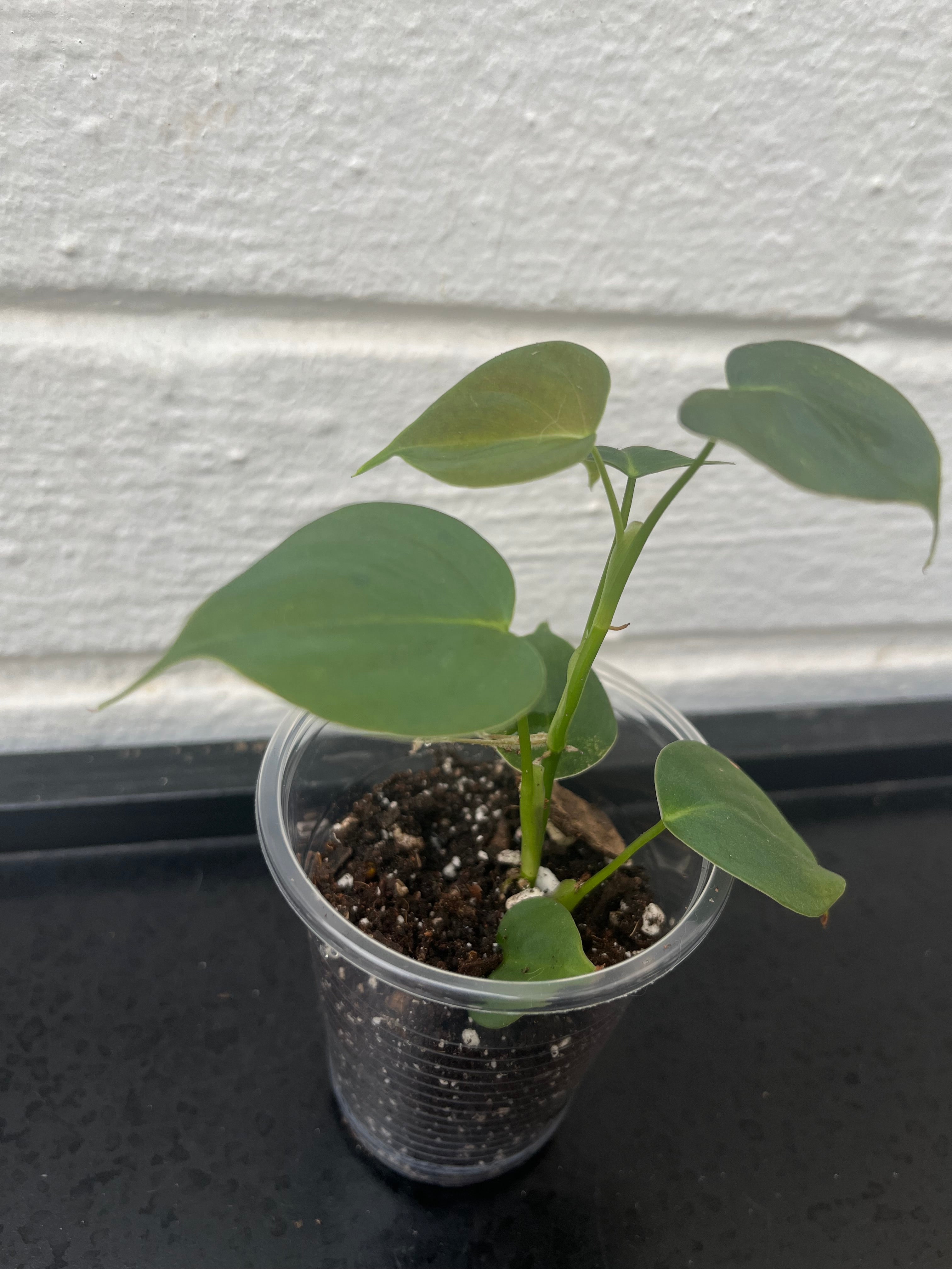 Philodendron Lupinum