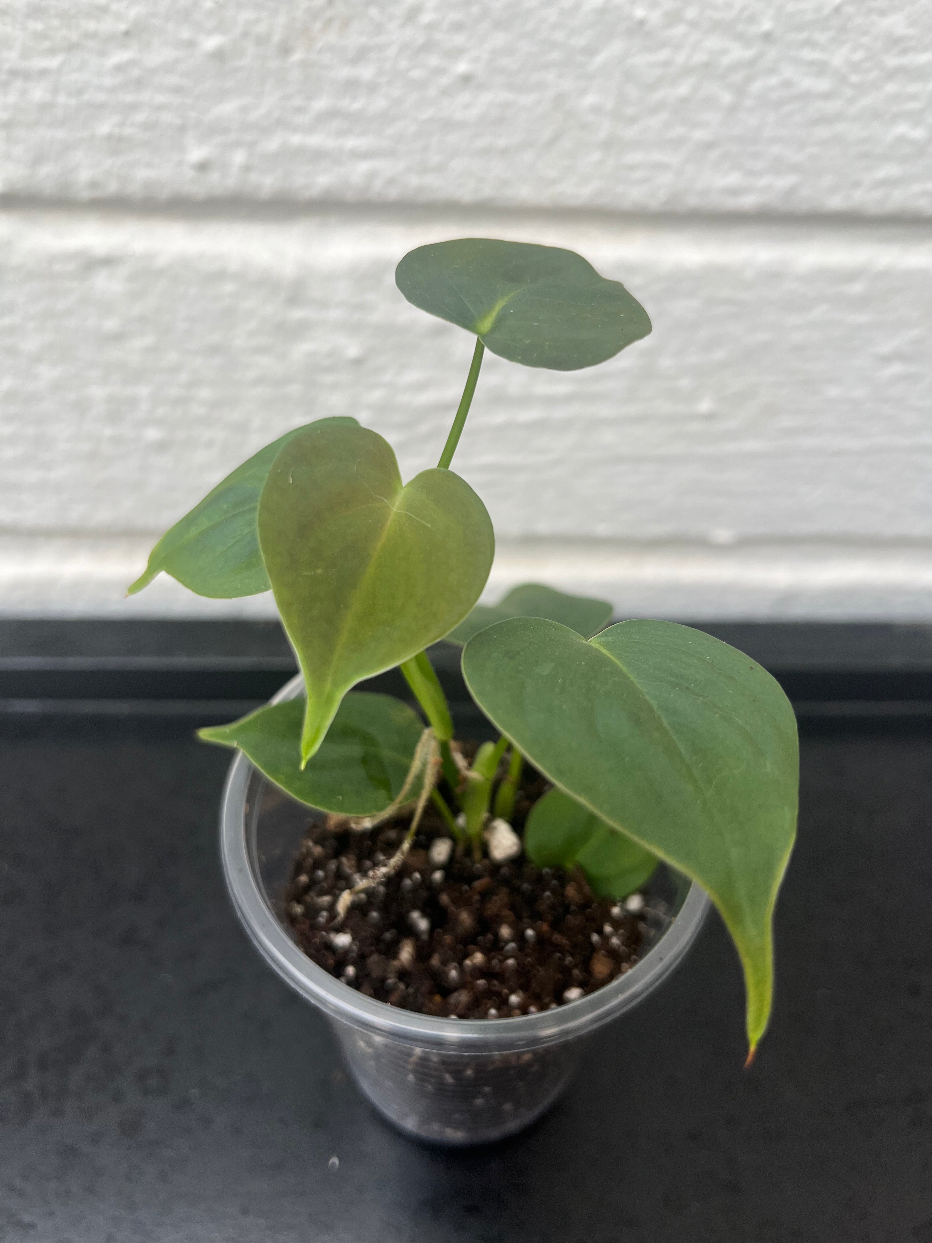 Philodendron Lupinum