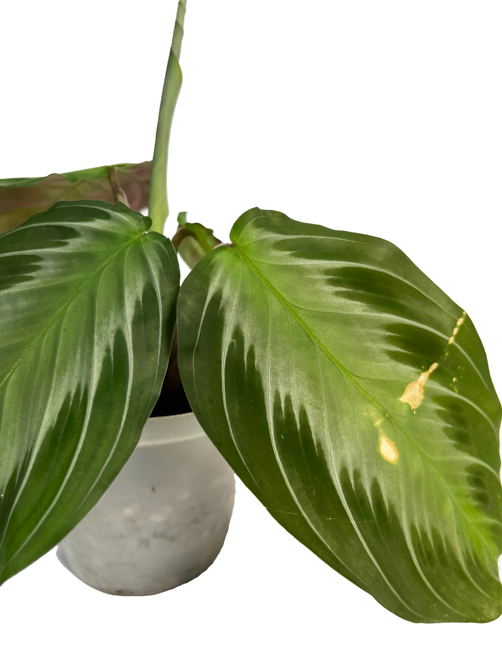 Maranta Silver Band