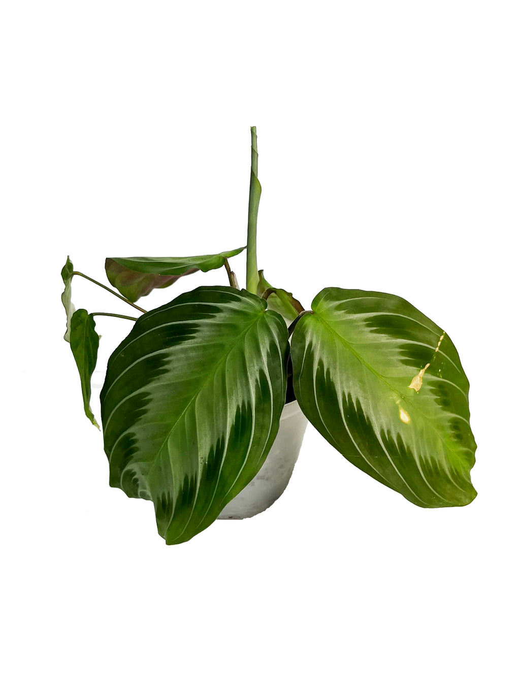 Maranta Silver Band