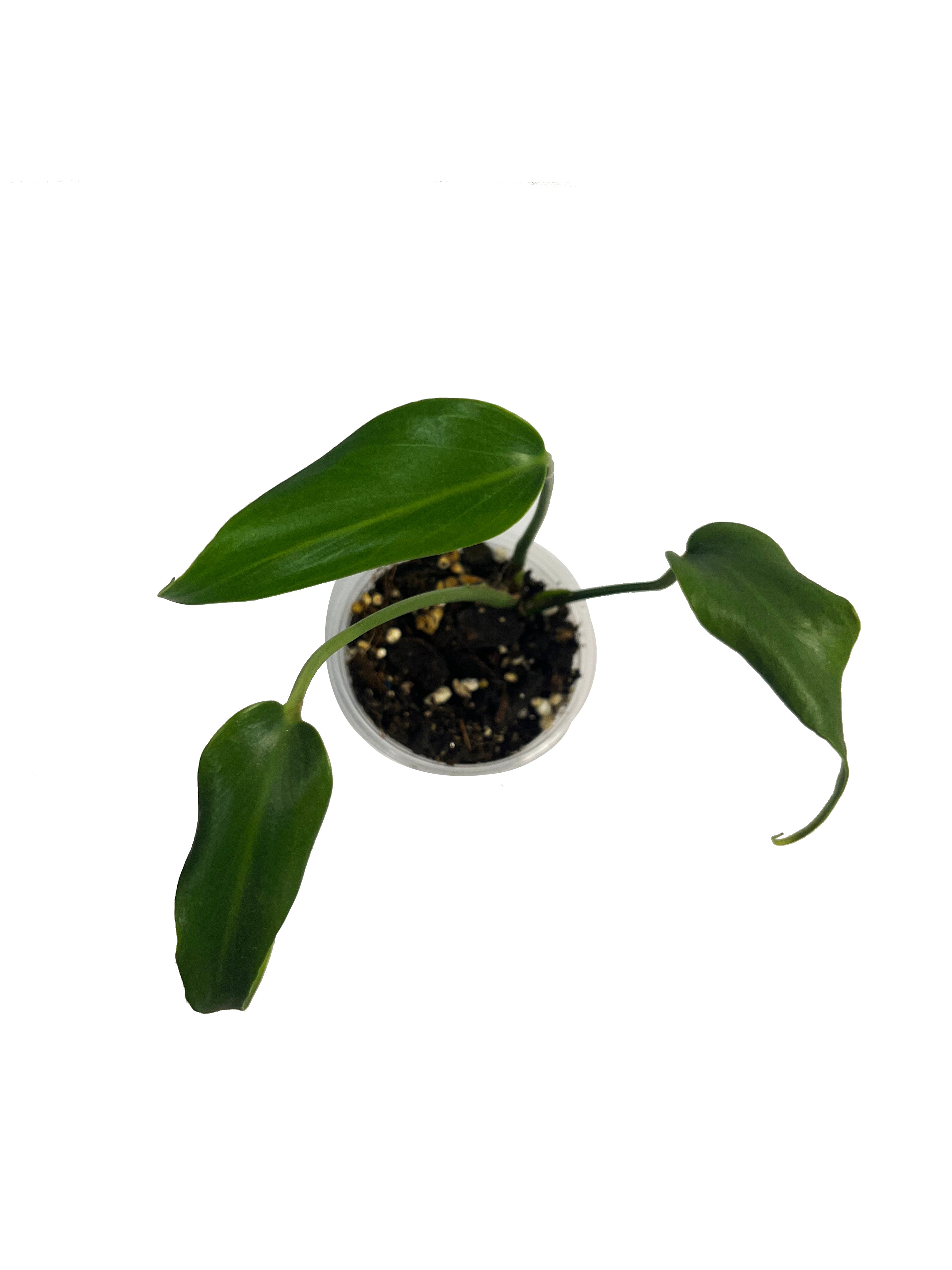 MONSTERA BURLE MARX FLAME