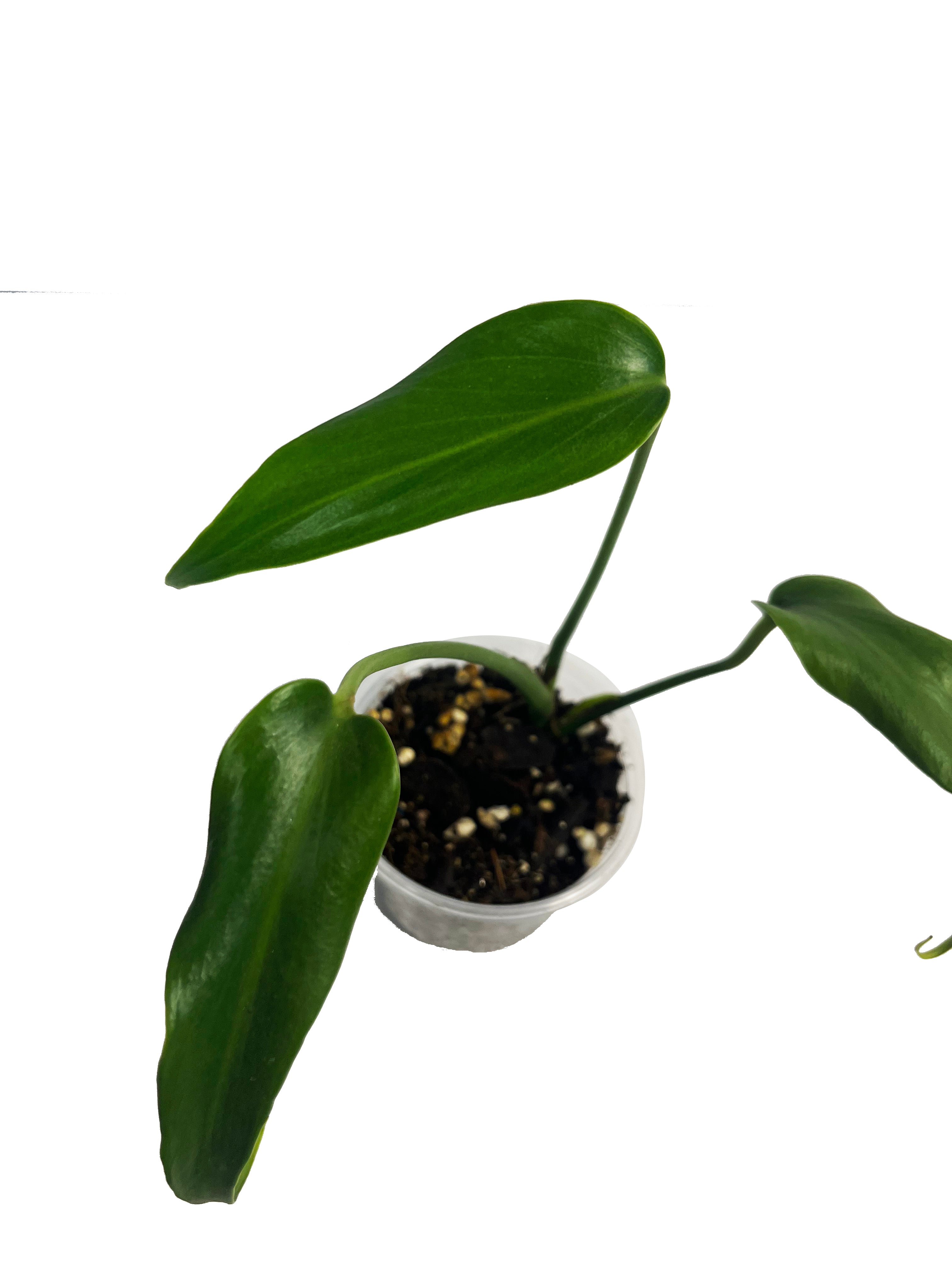 MONSTERA BURLE MARX FLAME