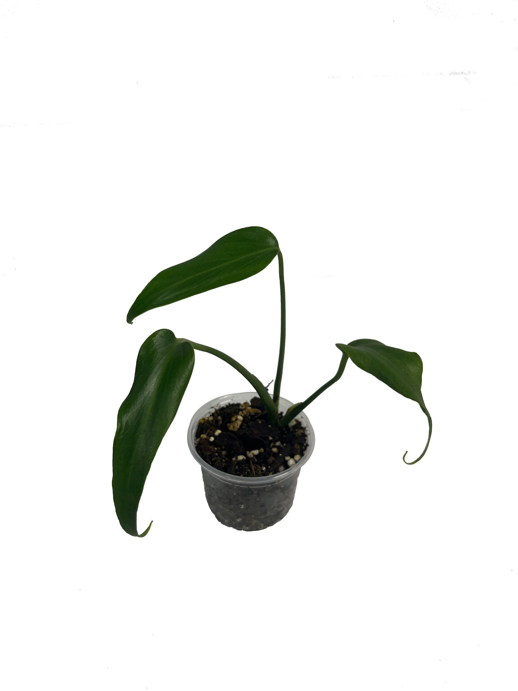 MONSTERA BURLE MARX FLAME