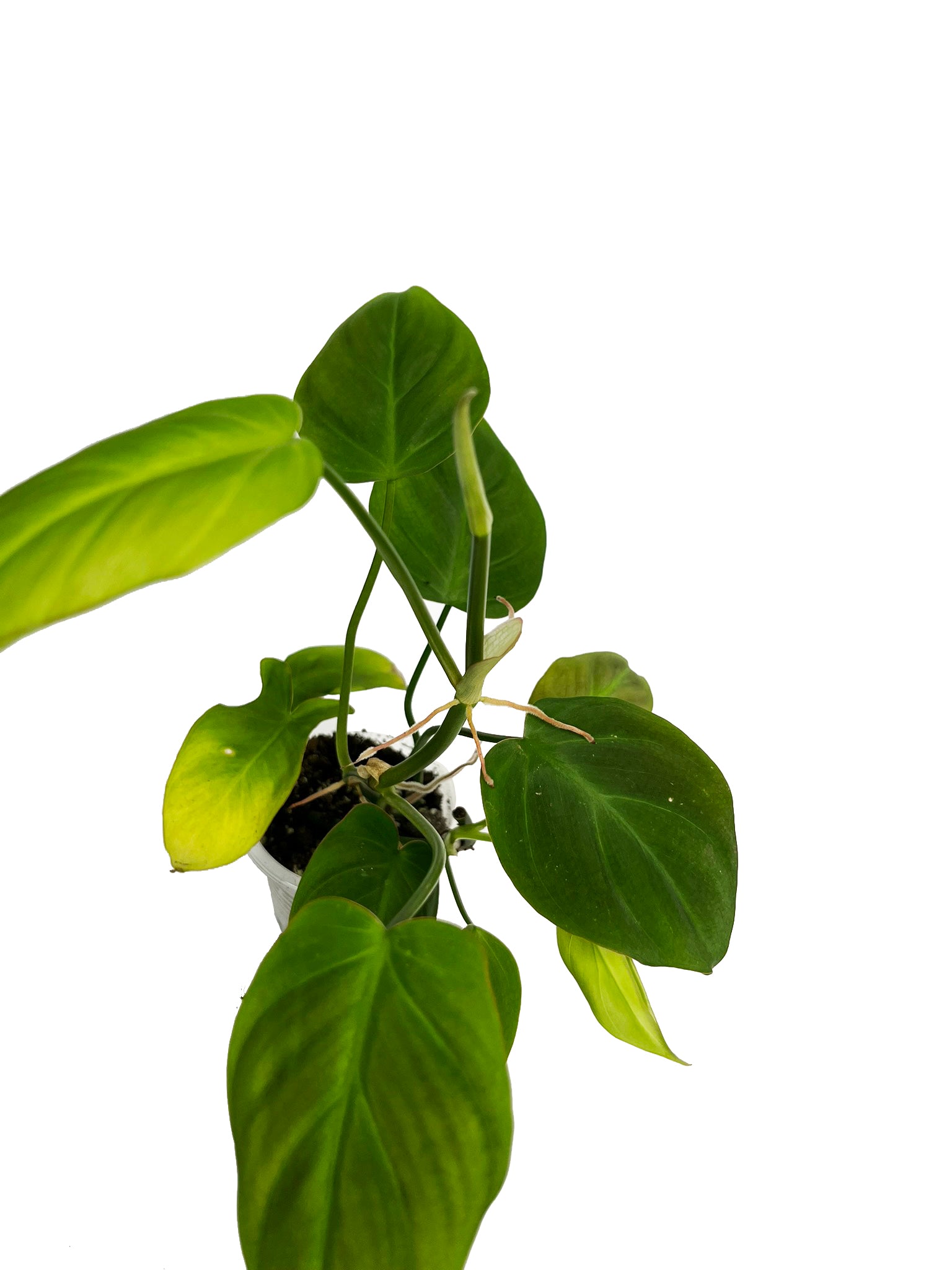 philodendron camposportoanum