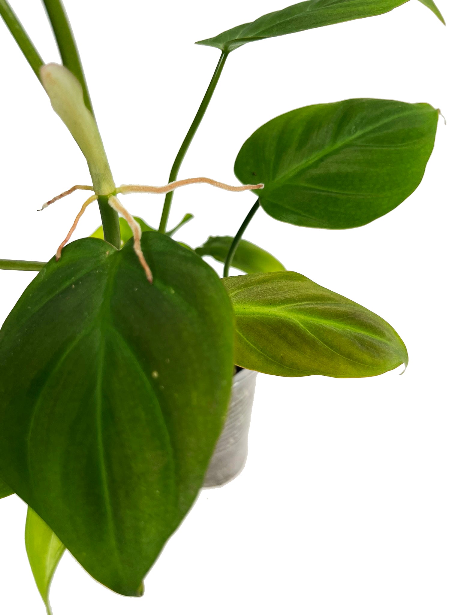 philodendron camposportoanum