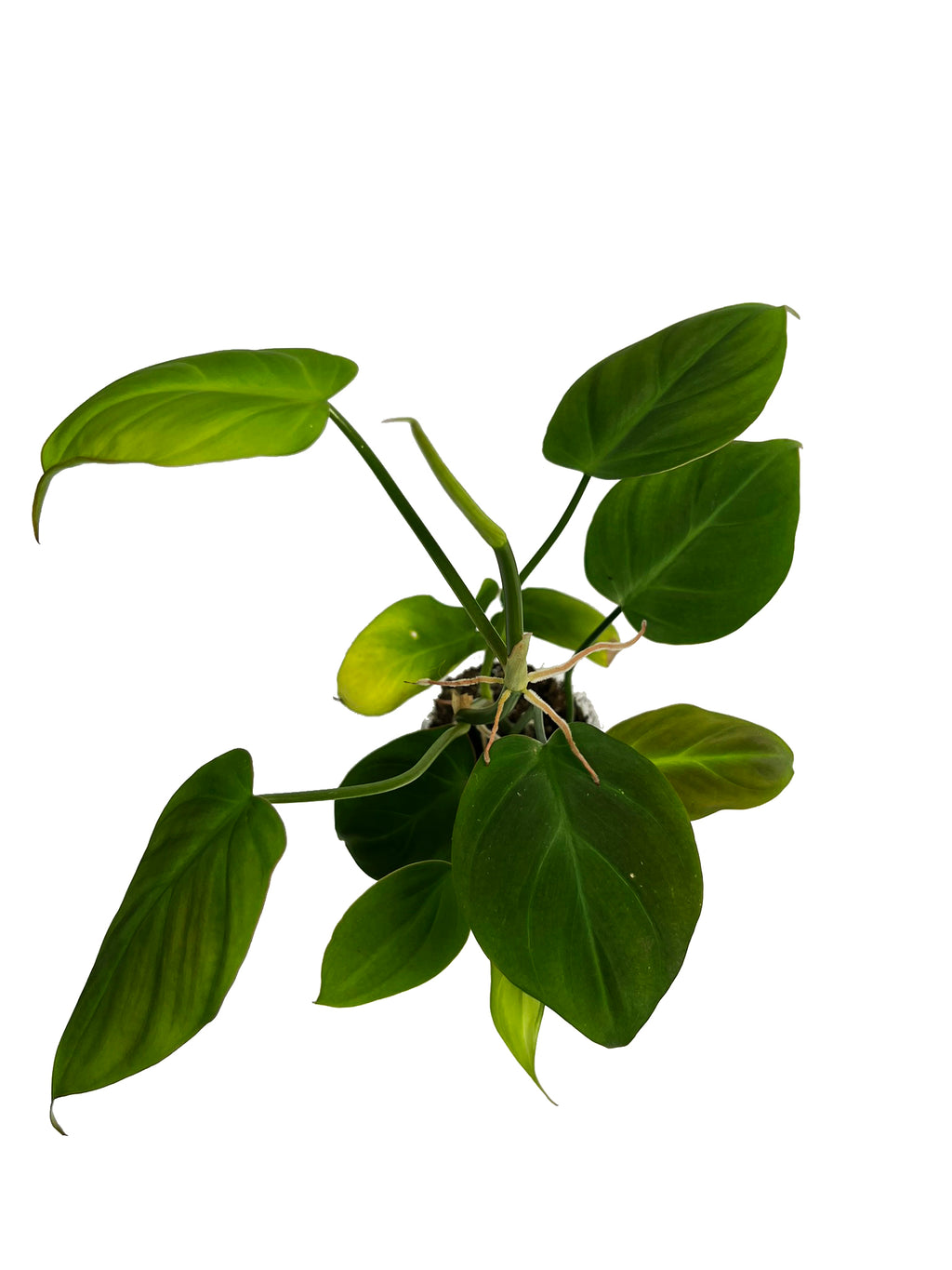 philodendron camposportoanum