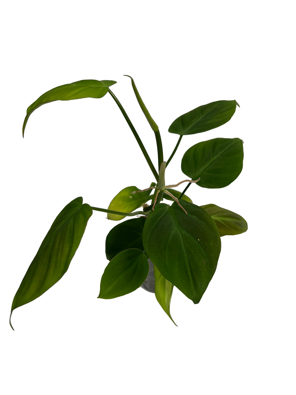 philodendron camposportoanum