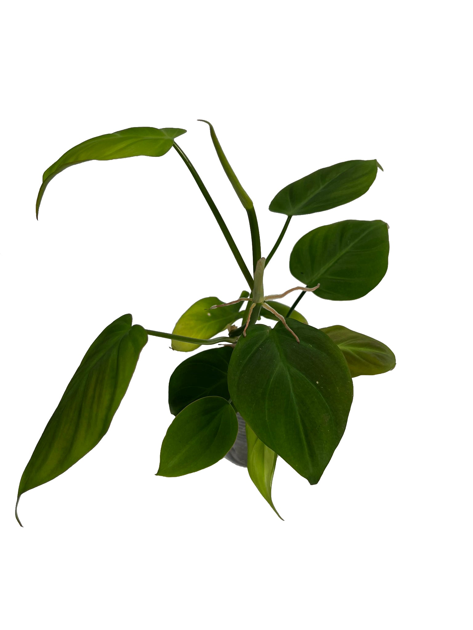philodendron camposportoanum