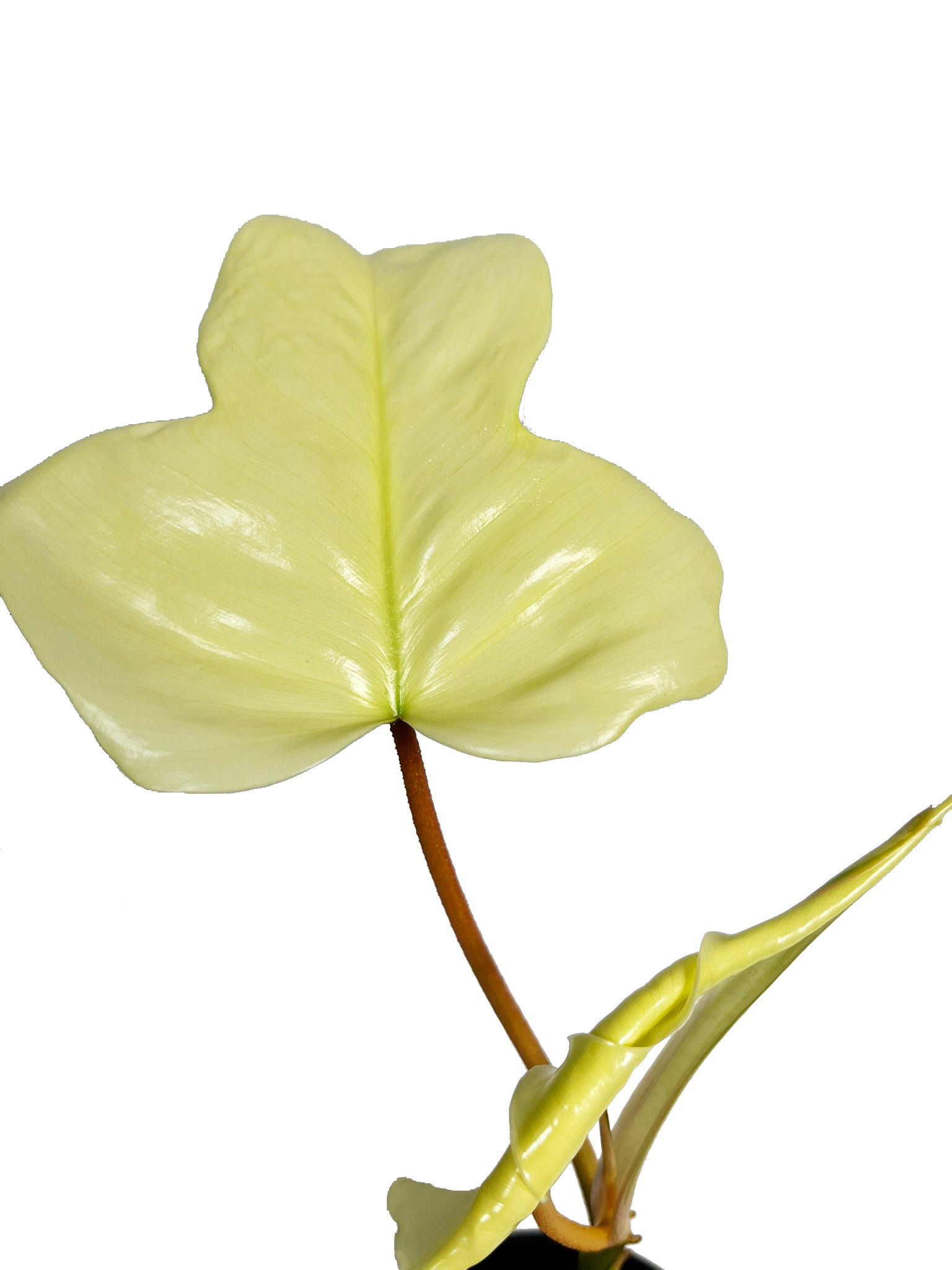 Philodendron Florida Ghost