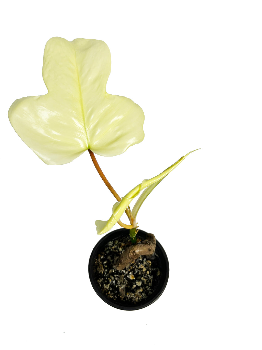 Philodendron Florida Ghost