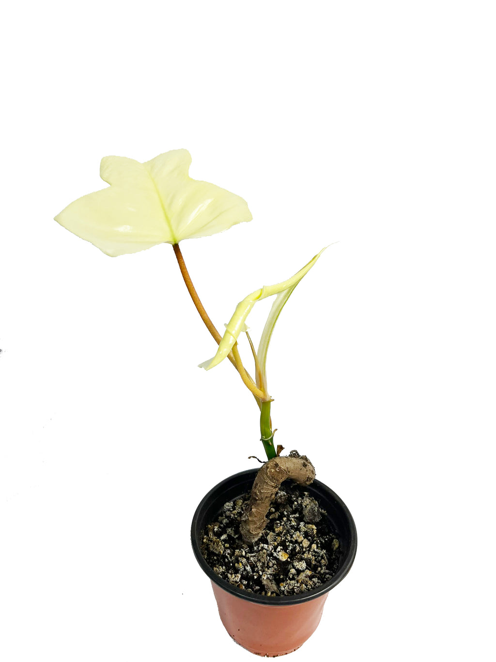 Philodendron Florida Ghost