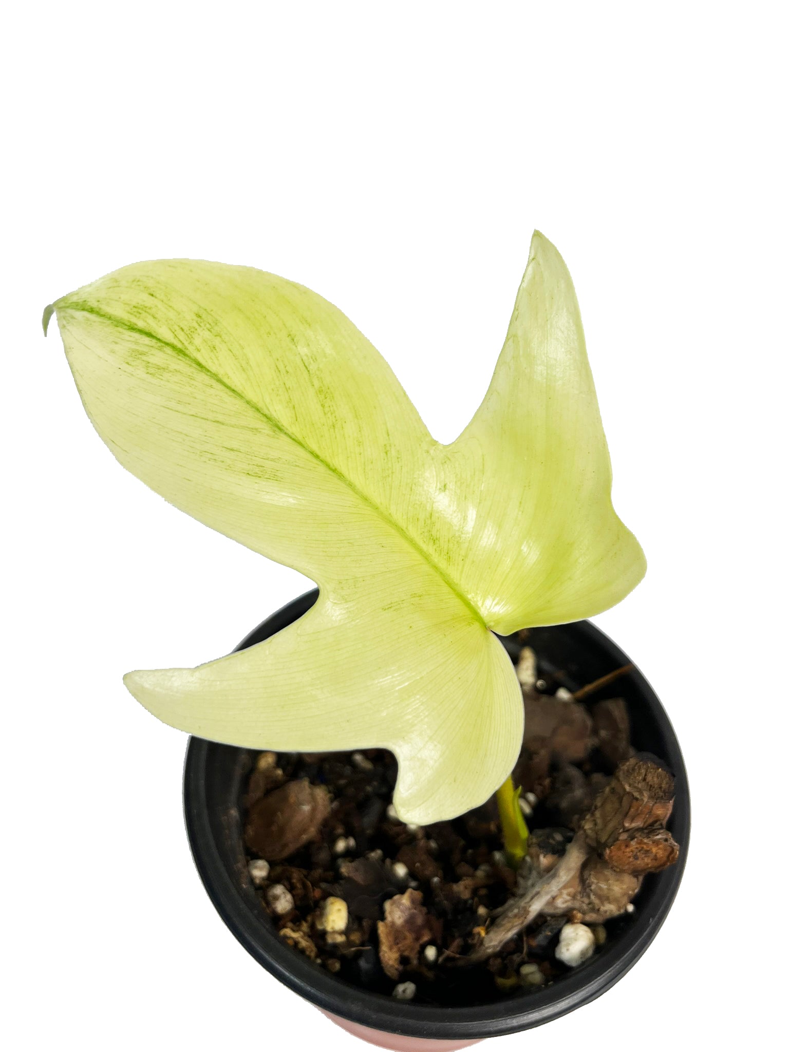 Philodendron Florida Ghost Mint