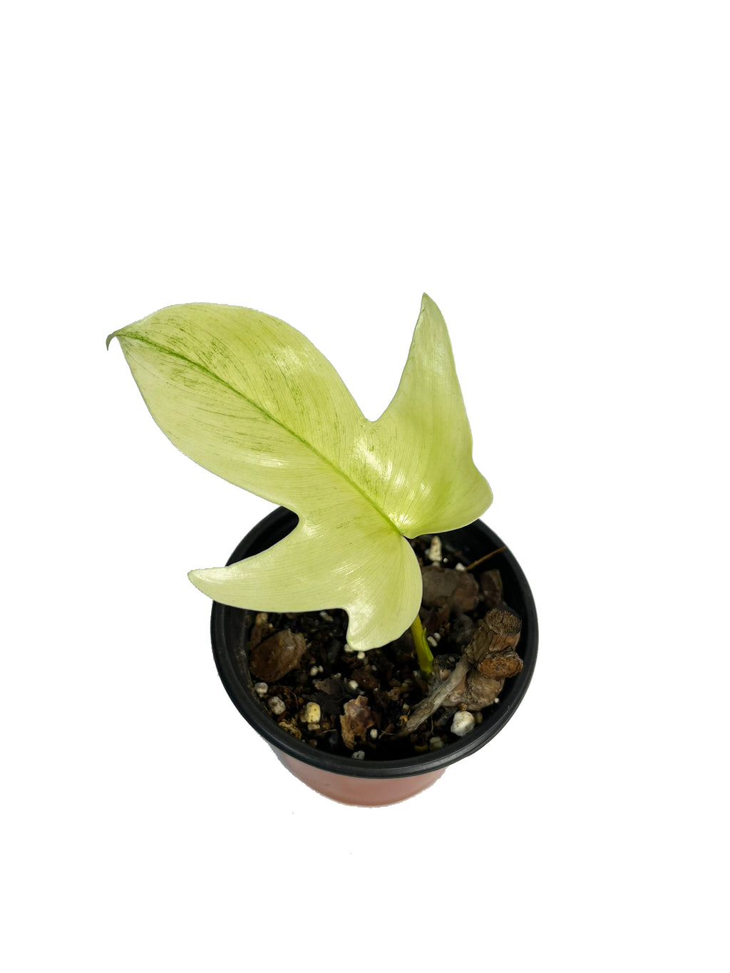 Philodendron Florida Ghost Mint