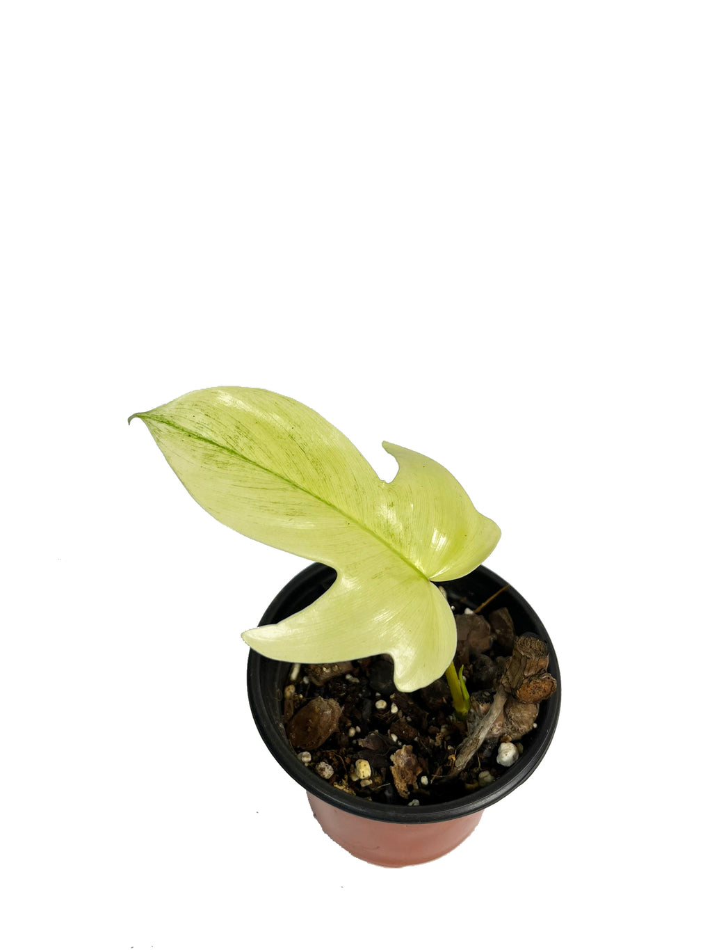 Philodendron Florida Ghost Mint