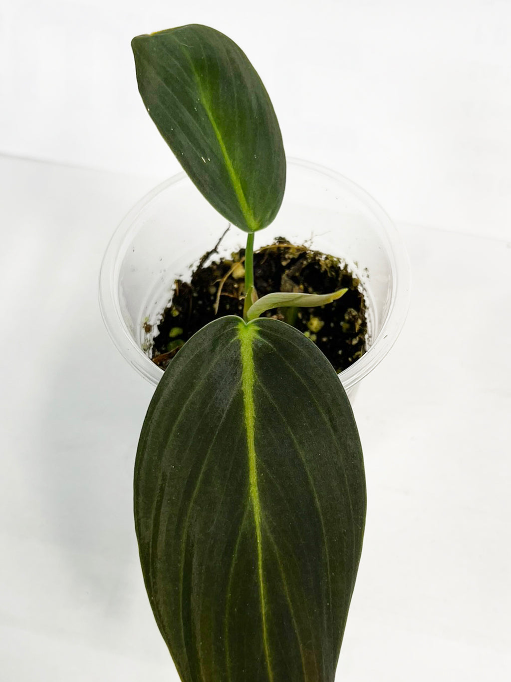 Philodendron Gigas